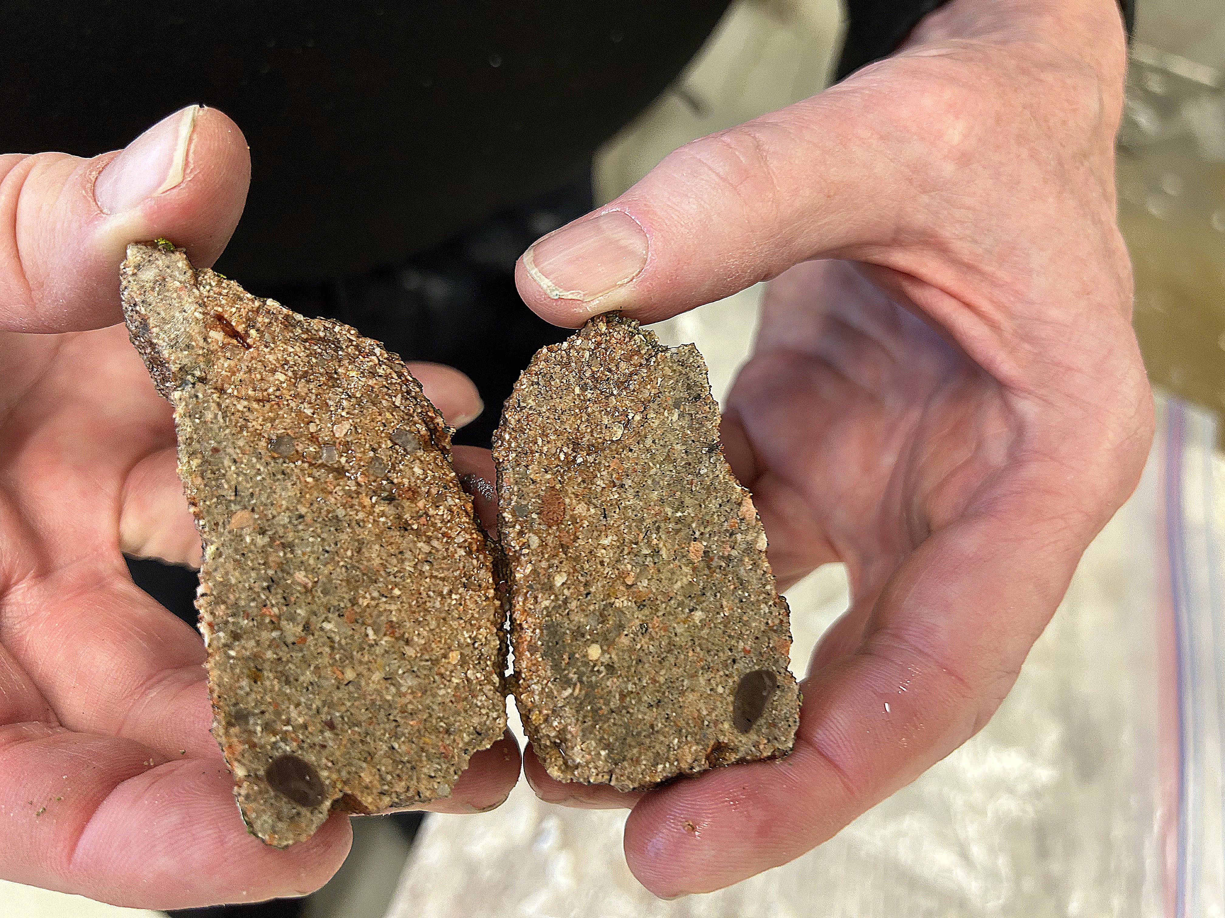 Mark Longman holding a sliced-open sample of opal-cemented sandstone from Castlewood Canyon State Park. Photo courtesy of Joan Burleson