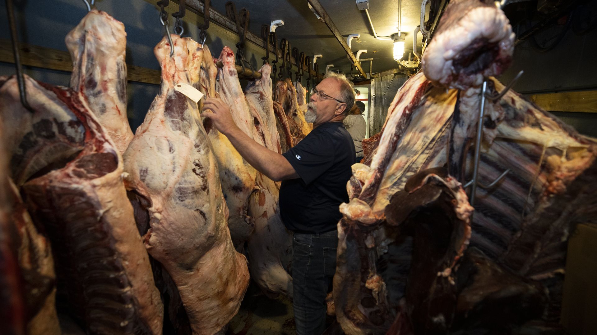 A butcher examining sides of beef hanging in a room. 