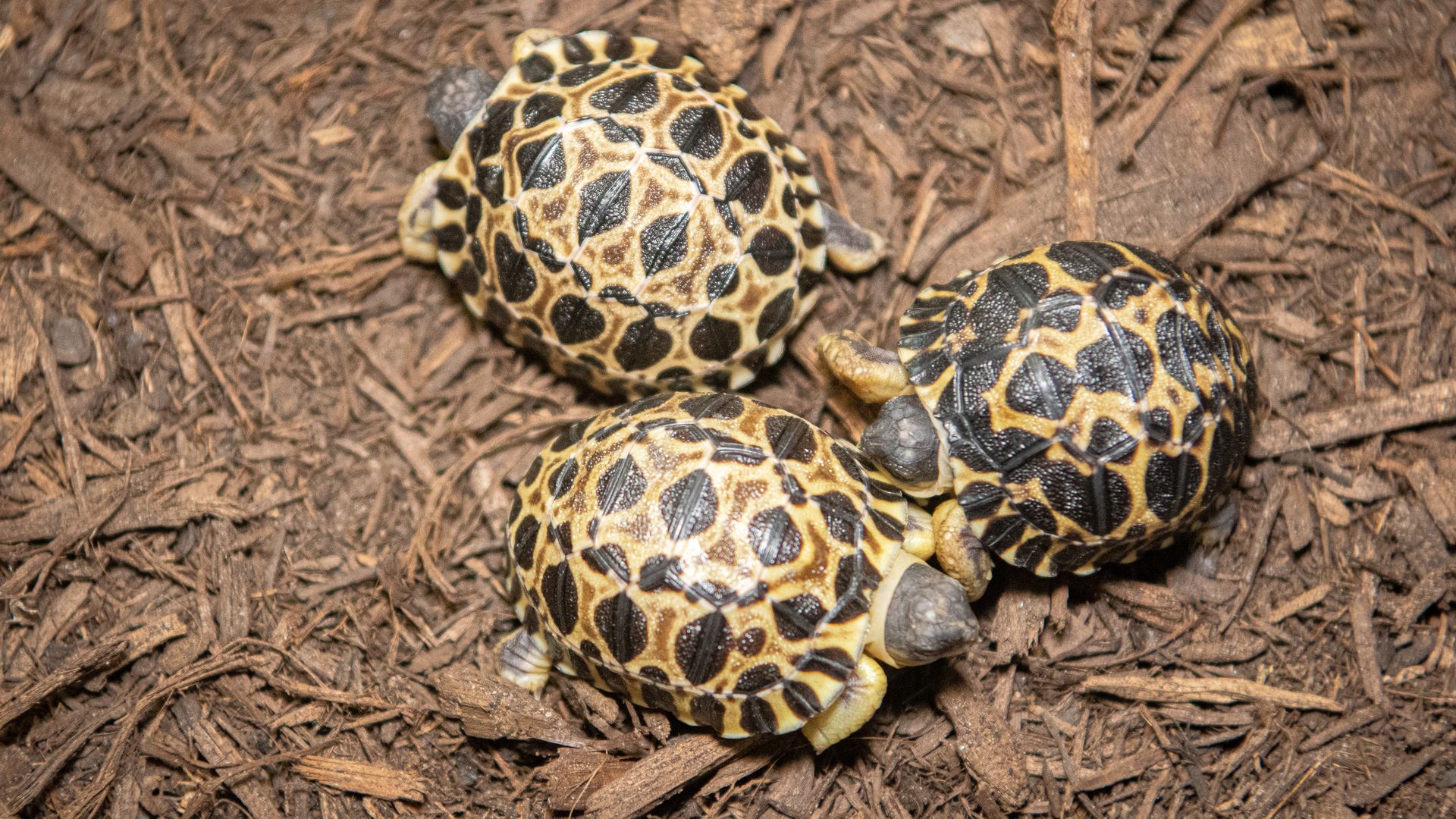 Photo of three baby tortoises
