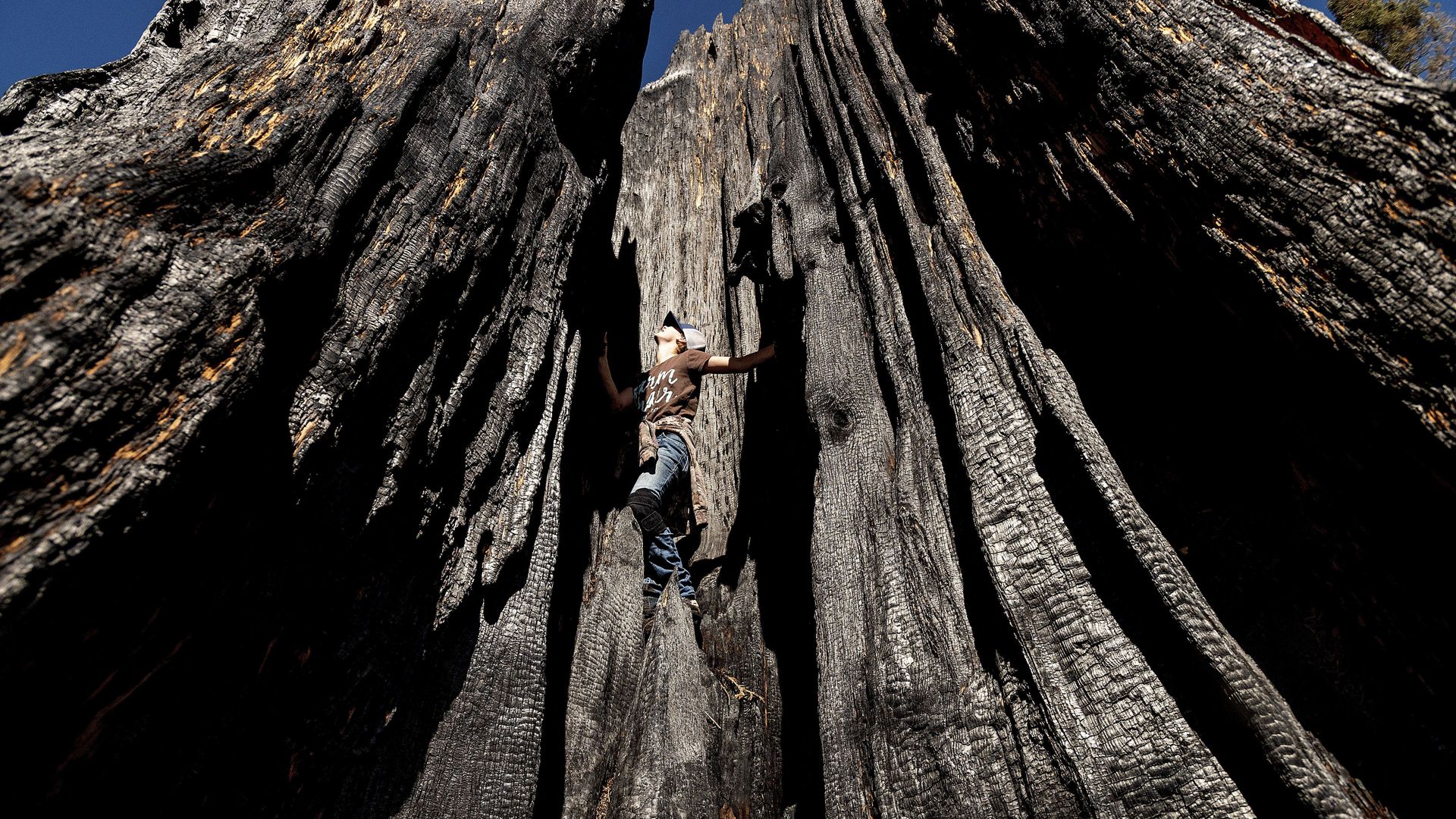 Ashtyn Perry, 13, climbs a scorched sequoia tree in Sequoia Crest, Calif. Photo: Noah Berger