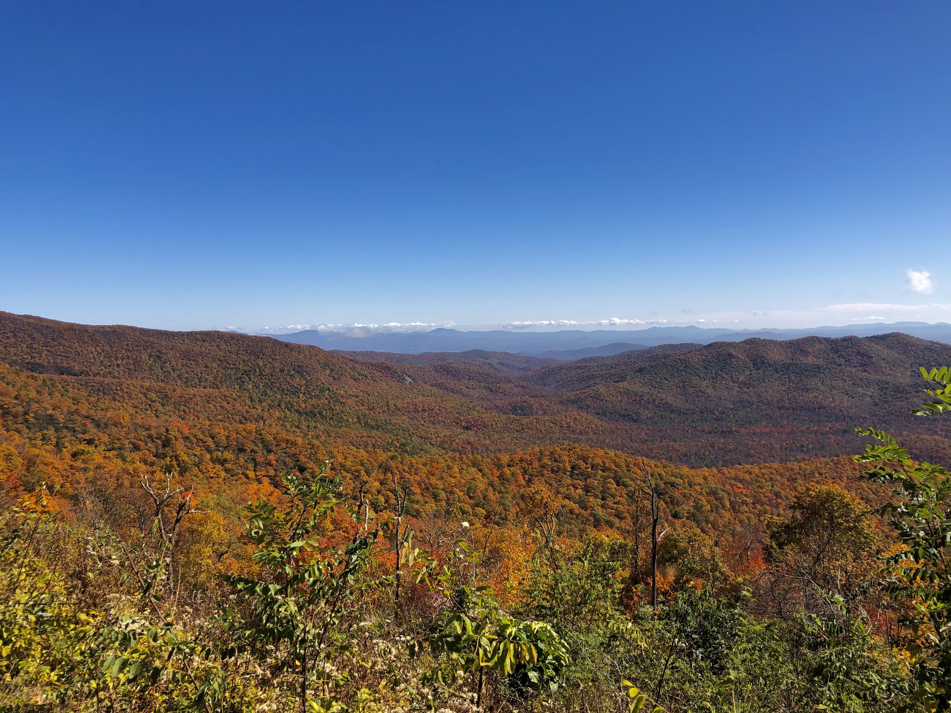The Blue Ridge Parkway with its leaves changing orange and yellow. 