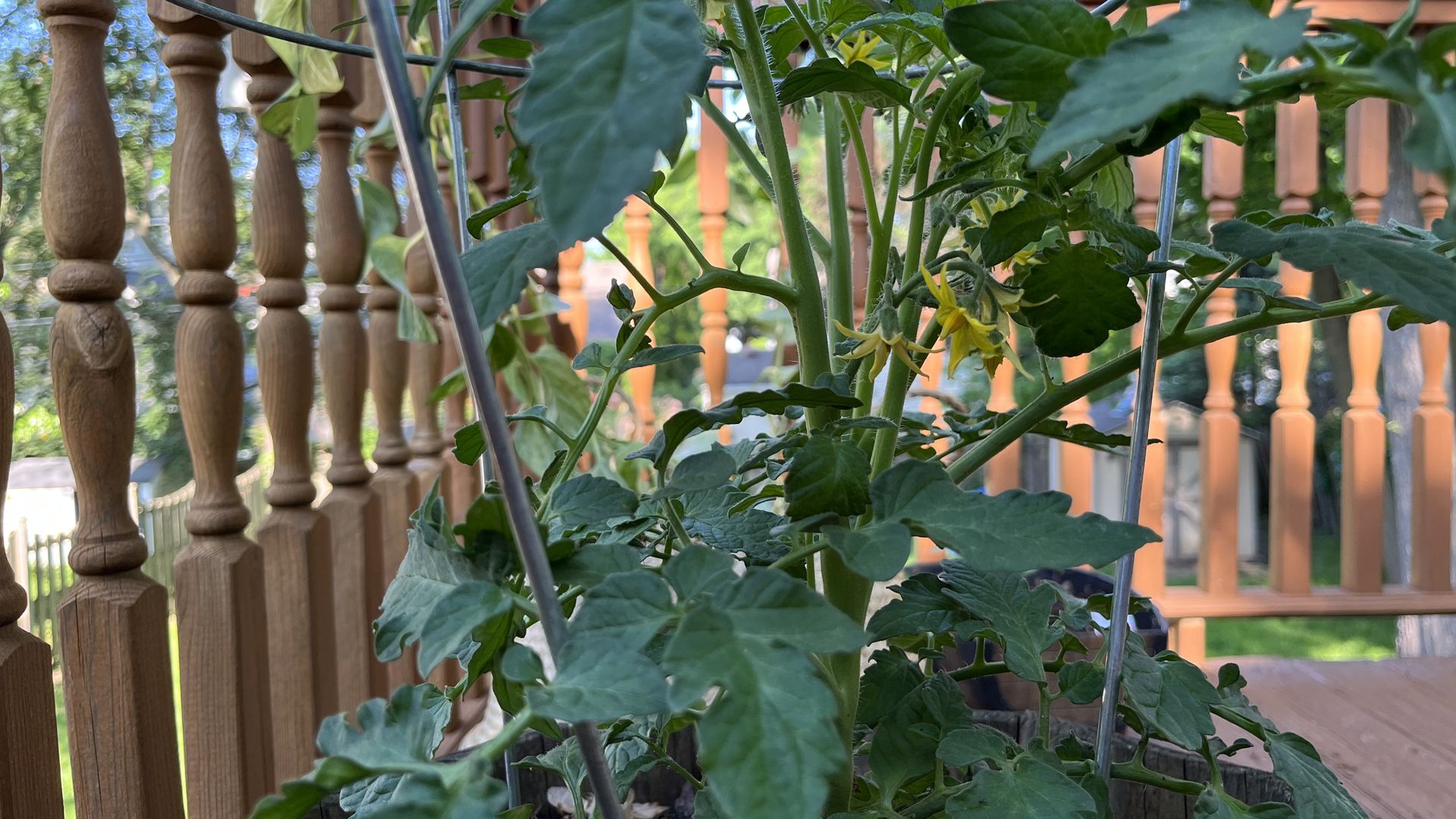 A burgeoning tomato plant