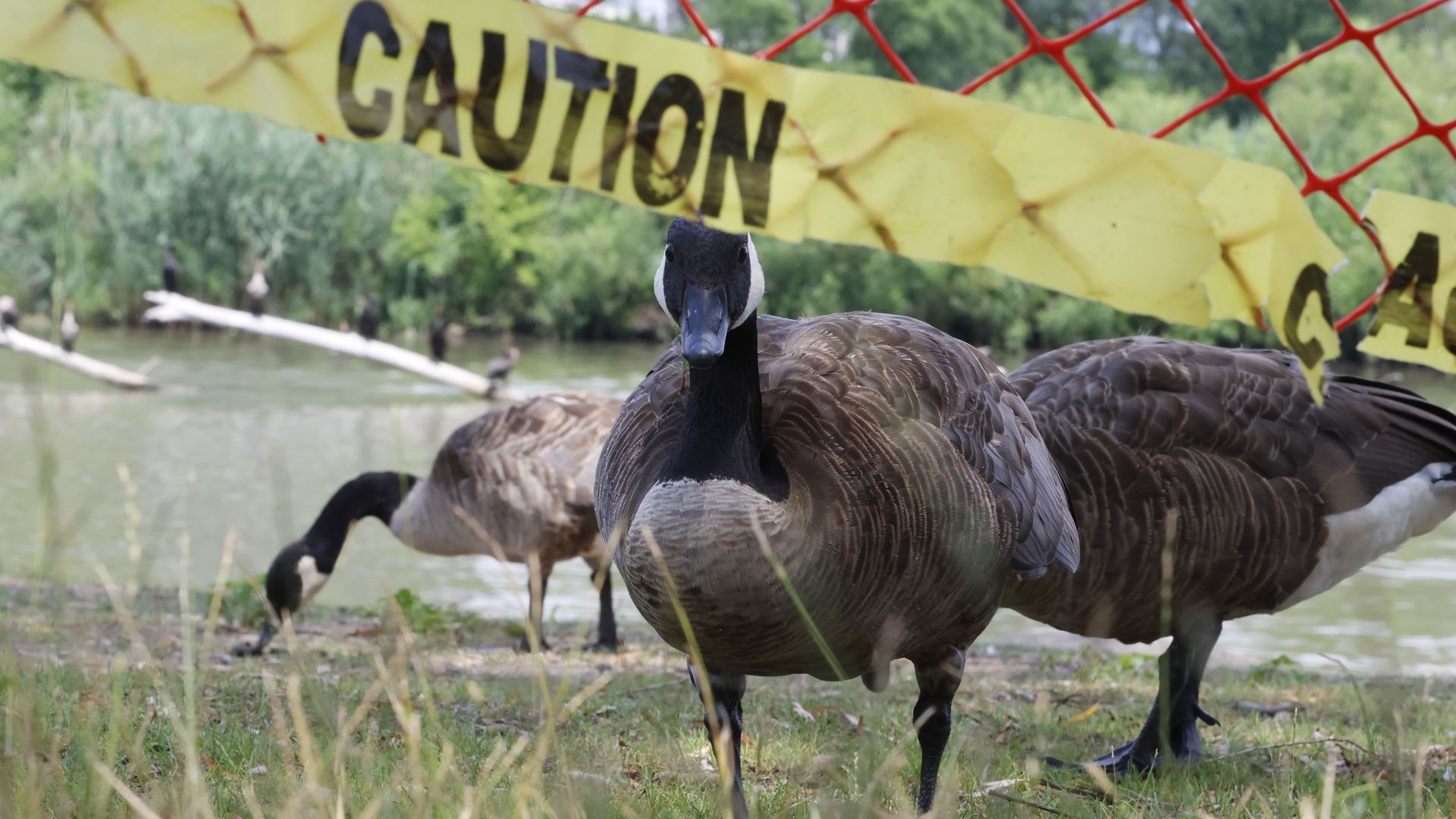 Canada geese shown behind some caution tape