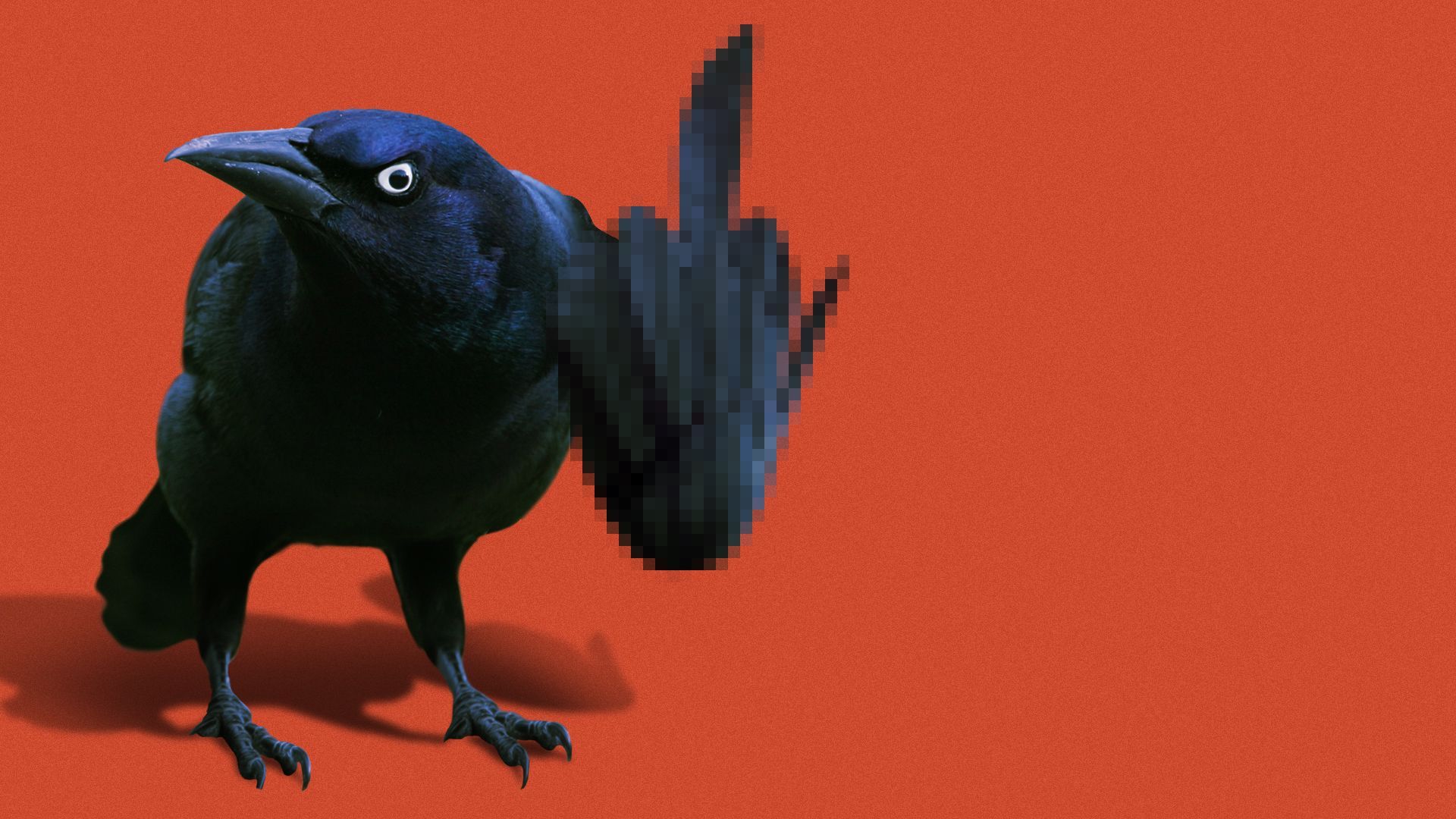 Illustration of a grackle holding up its middle finger.