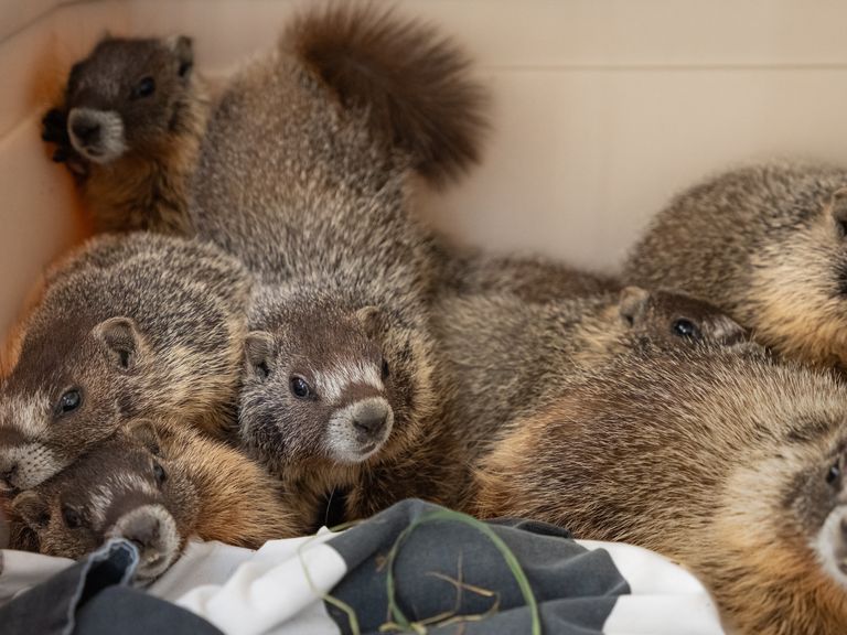 Boulder County center oversees first-ever marmot adoption - Axios