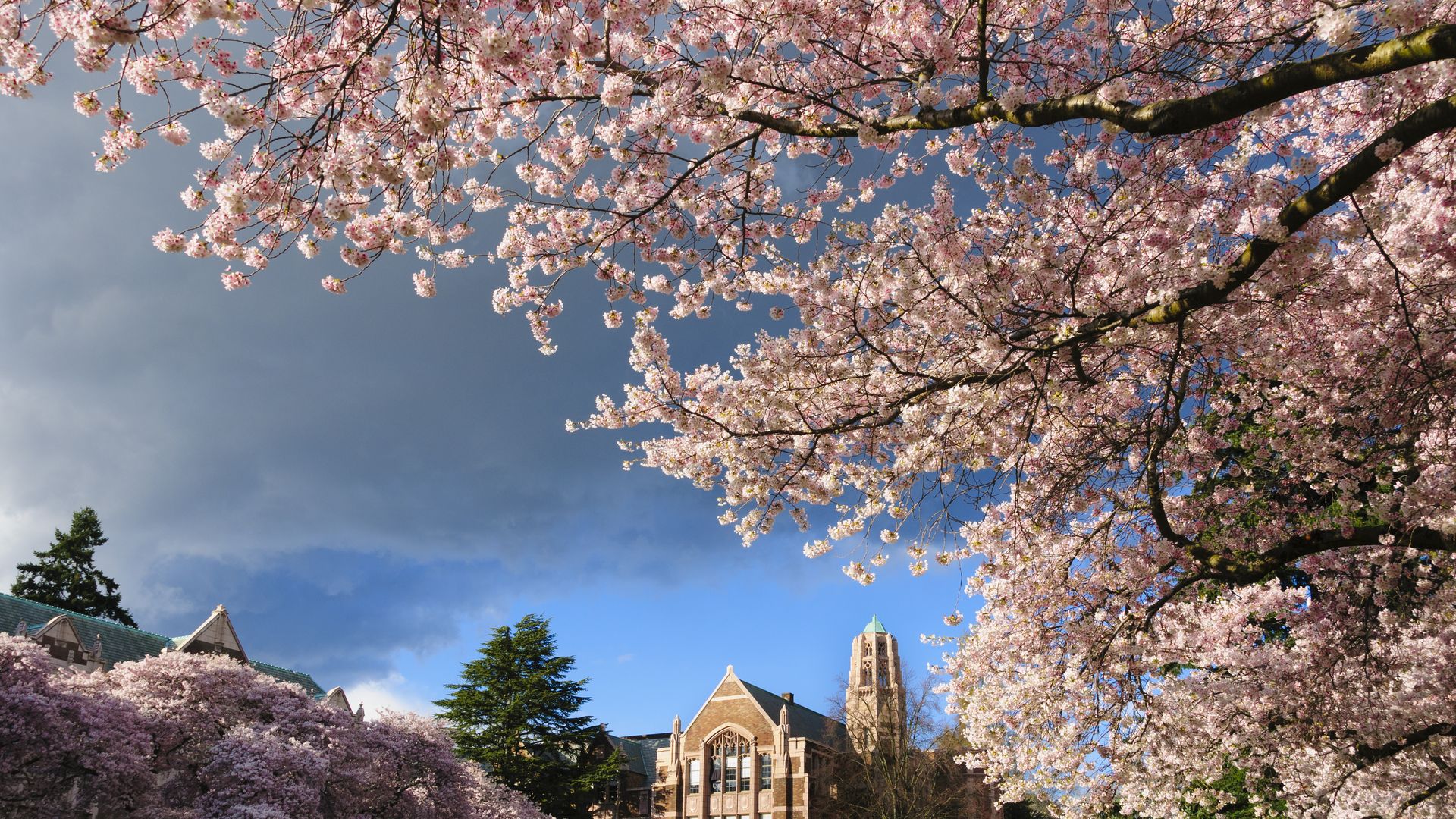 Cherry blossoms bloom on the University of Washington campus. 