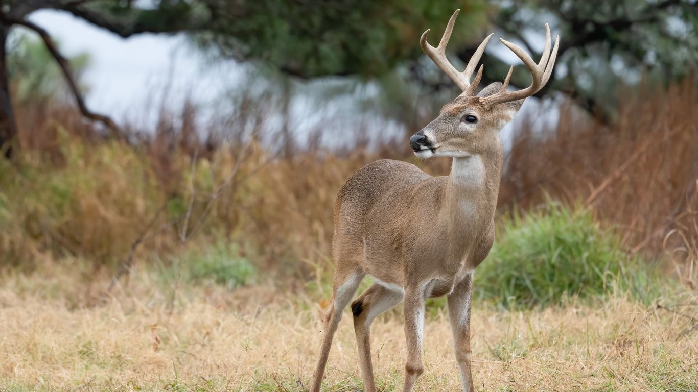 Why you can't feed the deer in Dublin, Ohio, anymore - Axios Columbus