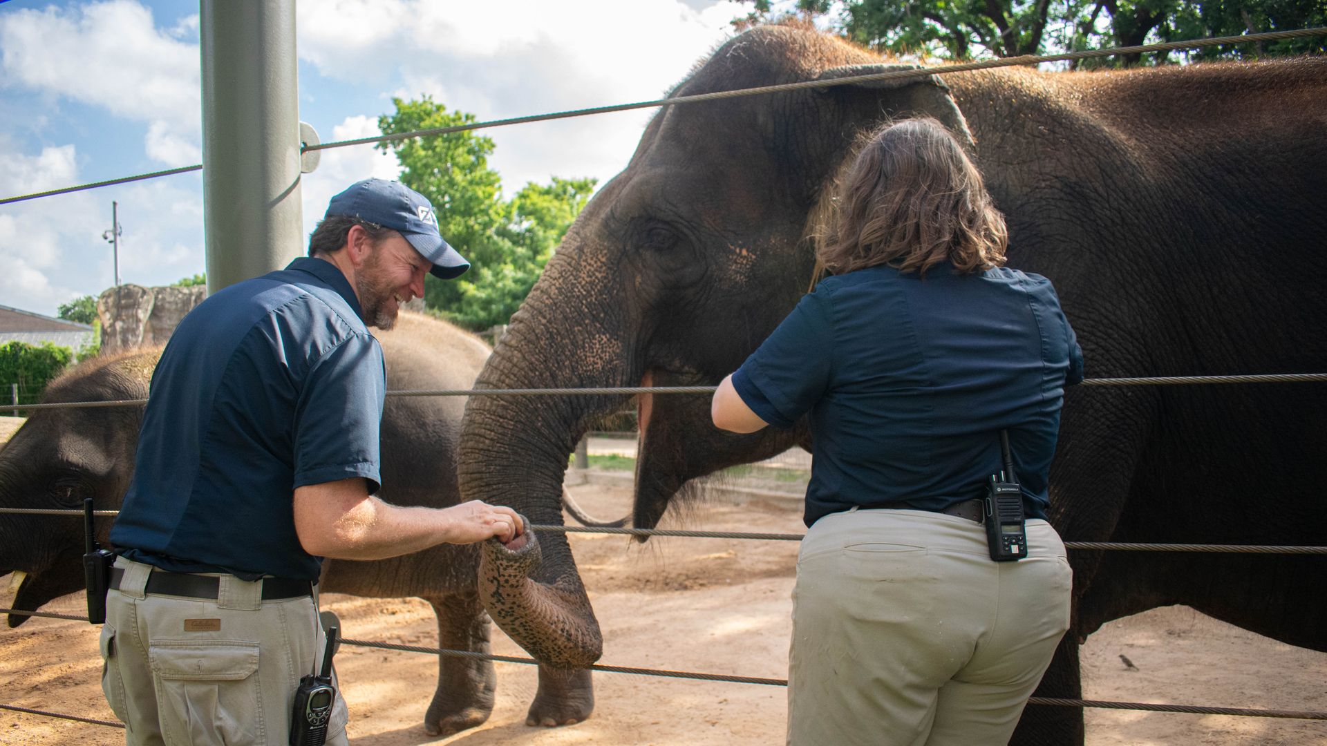 Two people in blue shirts interact with a large elephant behind a rope fence; a man with a cap smiles while a woman feeds the elephant. Sunny day, green trees in background.