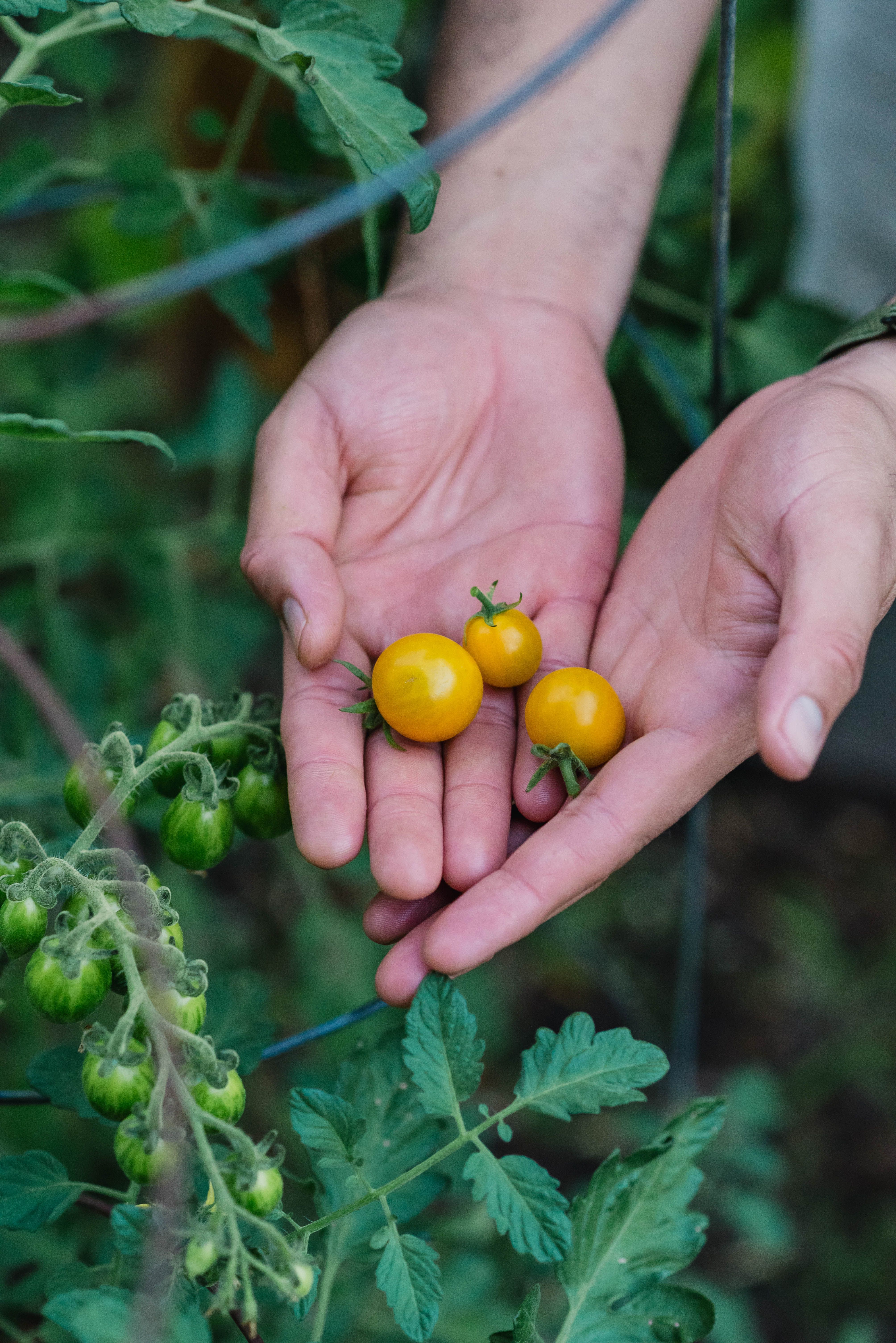 hands holding homegrown tomatoes