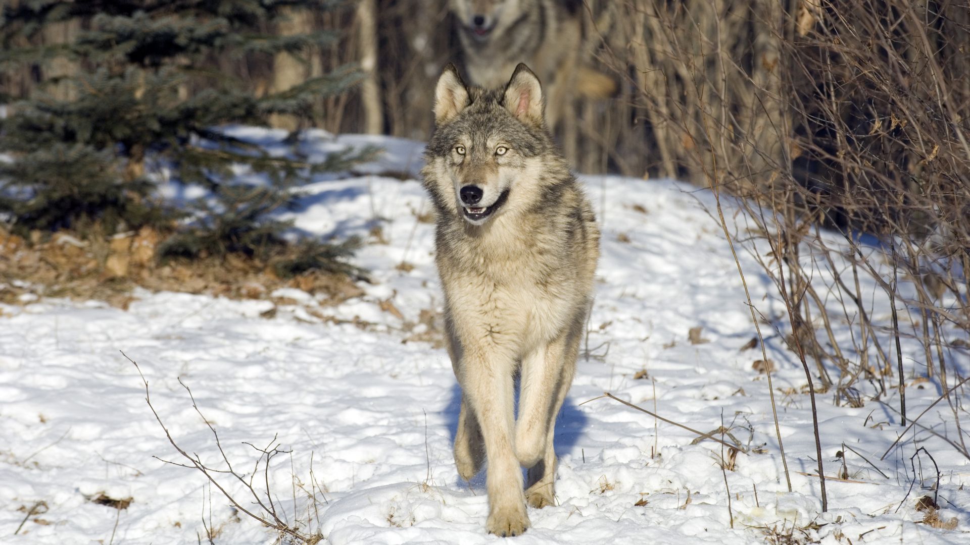 Photo of a gray wolf standing in daylight on a bank of snow