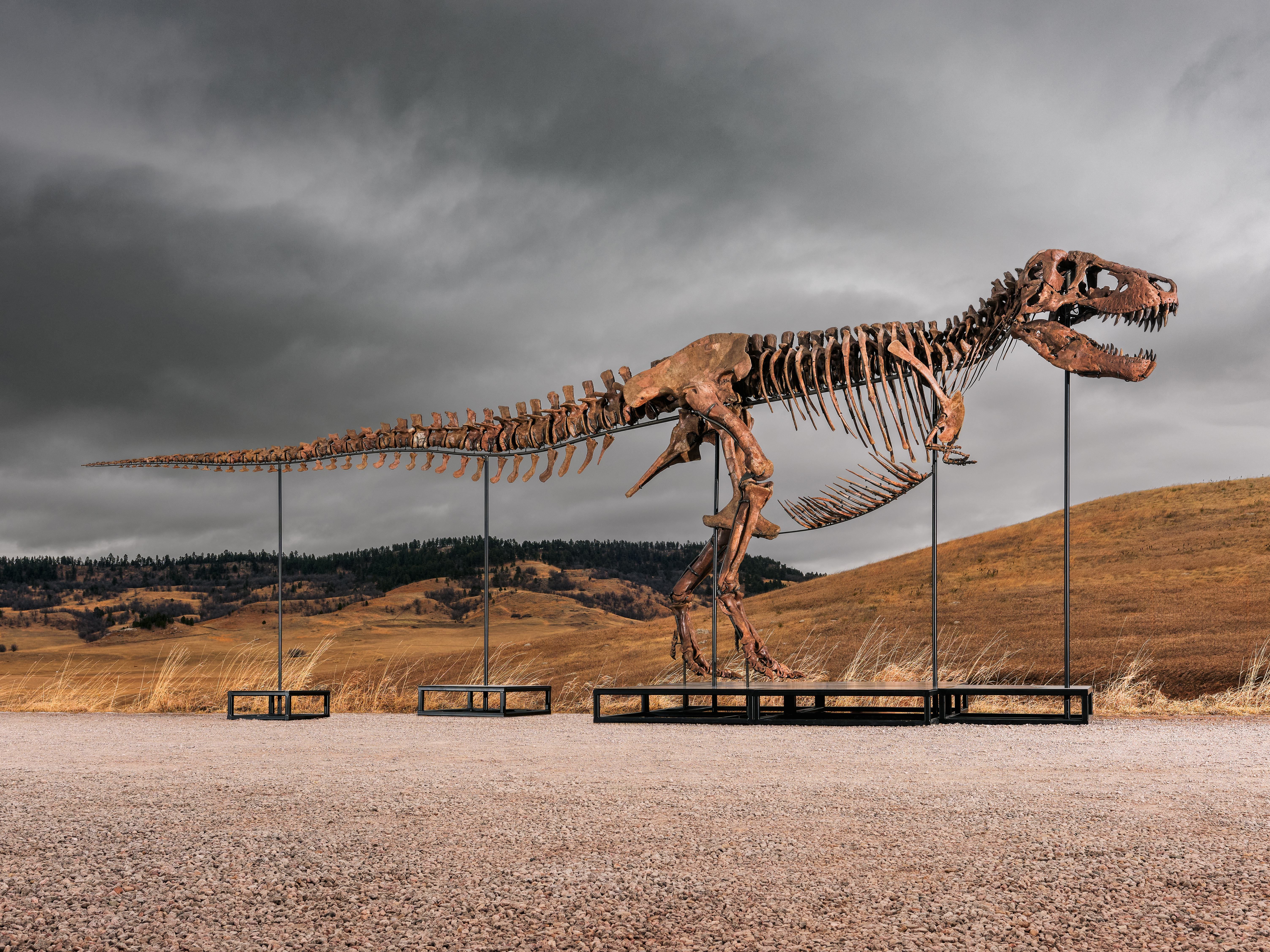 "Gus," one of the largest and most complete Tyrannosaurus rex specimens ever discovered.