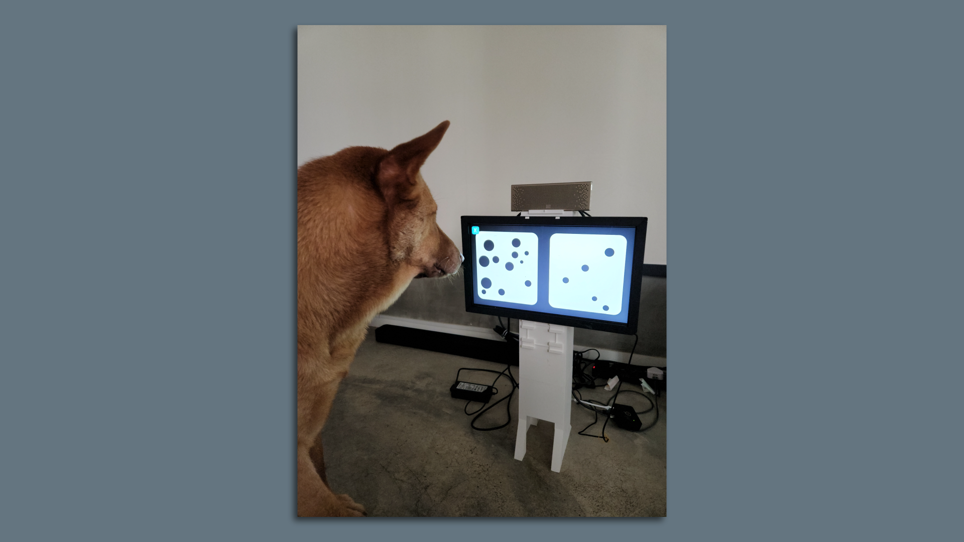 A dog looking at a video screen where there are two different choices.