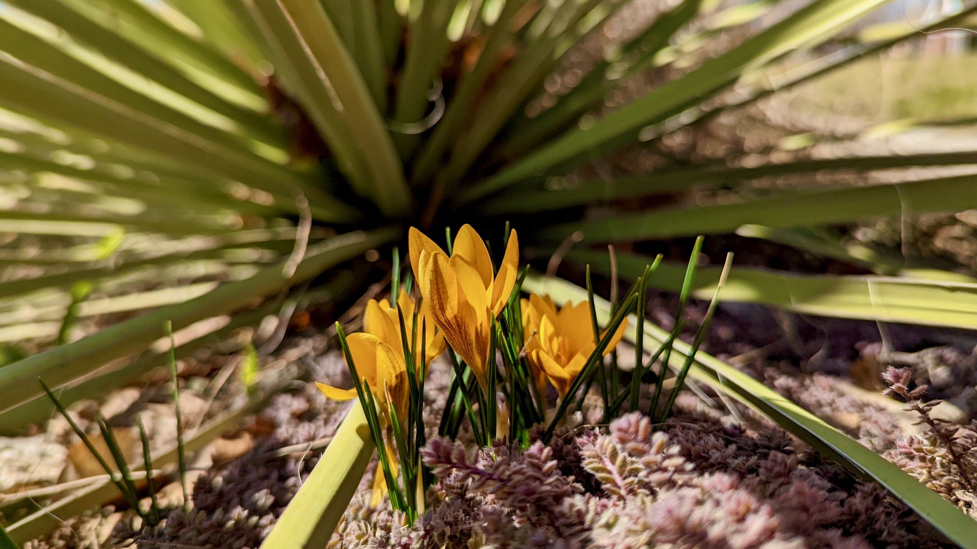 Yellow crocuses bloom in front of a yucca with pink thyme.