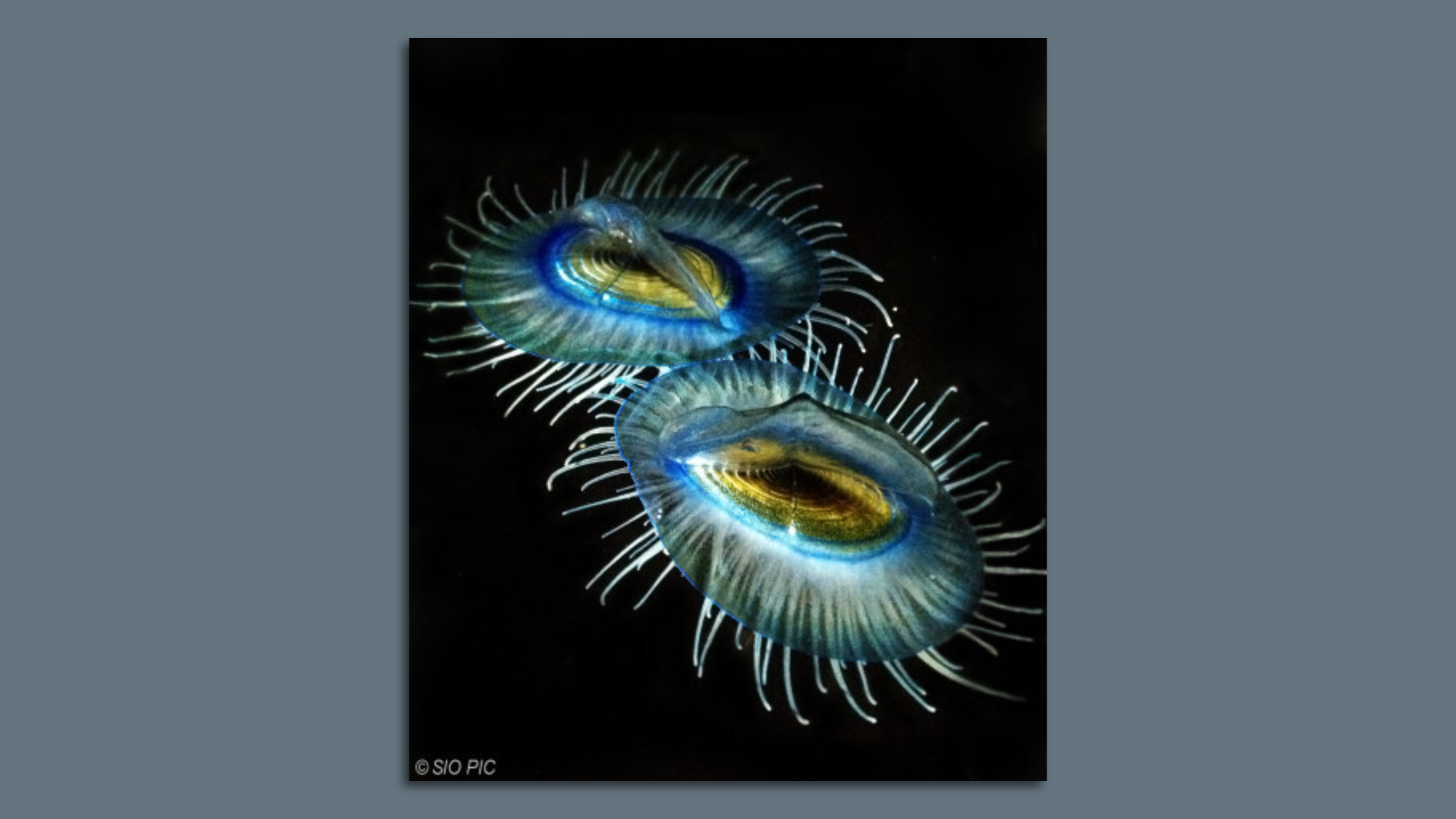 Two Velella velellas, which look similar to jelly fish.