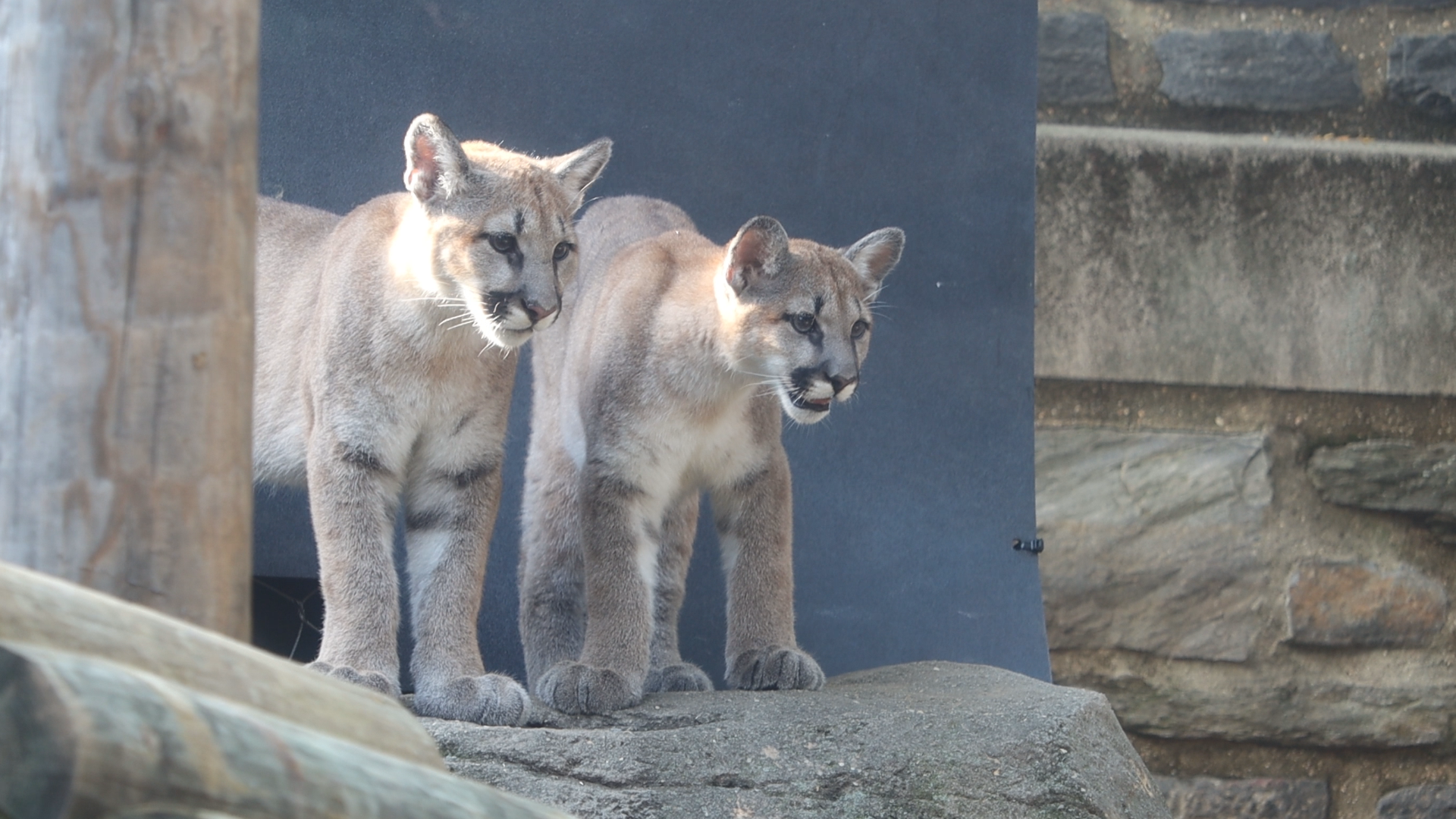 Puma cubs at the Philadelphia Zoo