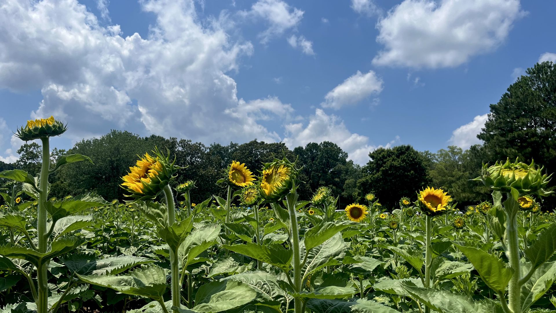Field of sunflowers under a blue sky with white clouds; tall green stems and leaves, yellow petals, and distant trees along the horizon.