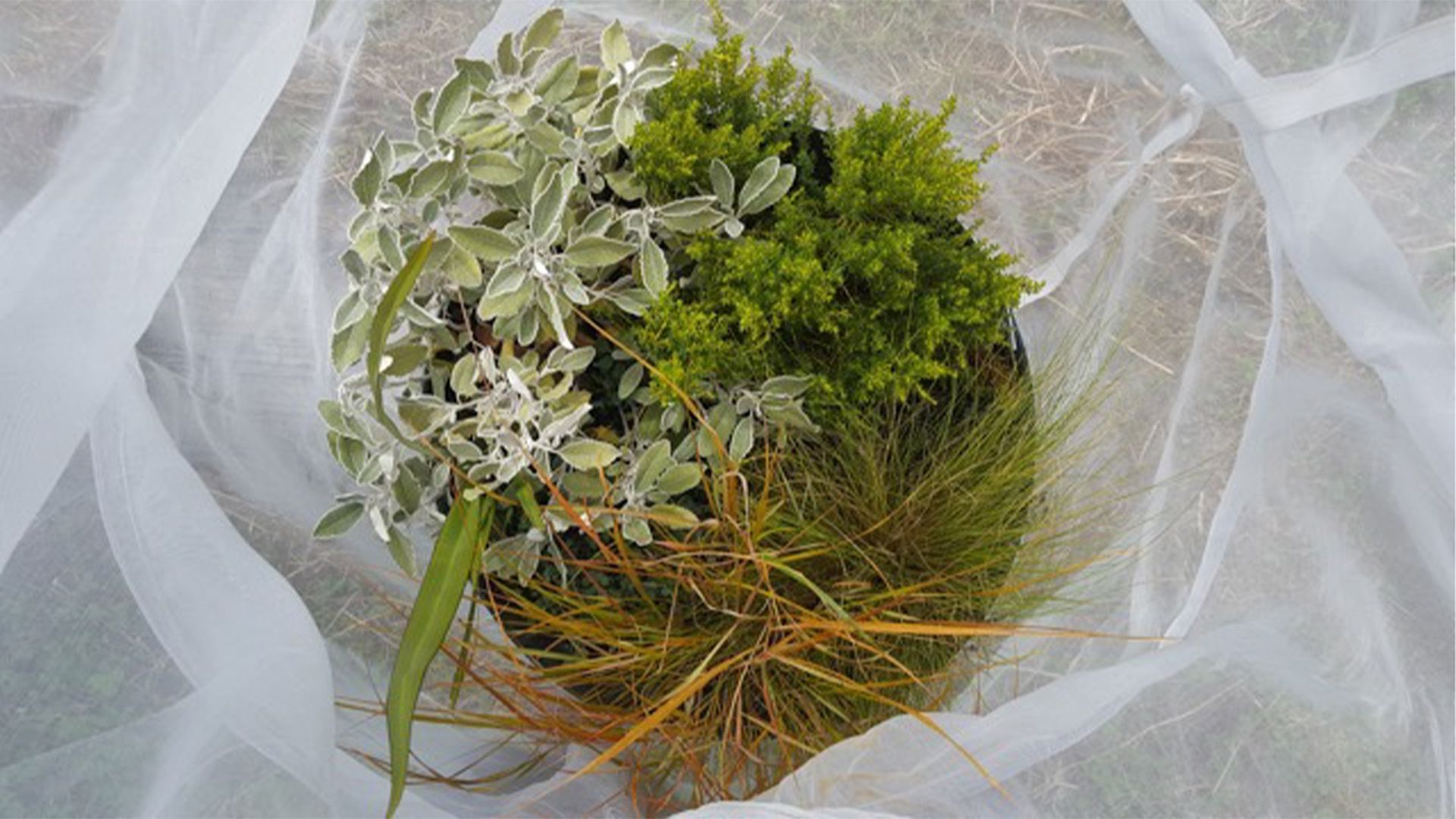 Experimental setup of different species of plants in a container covered with netting.