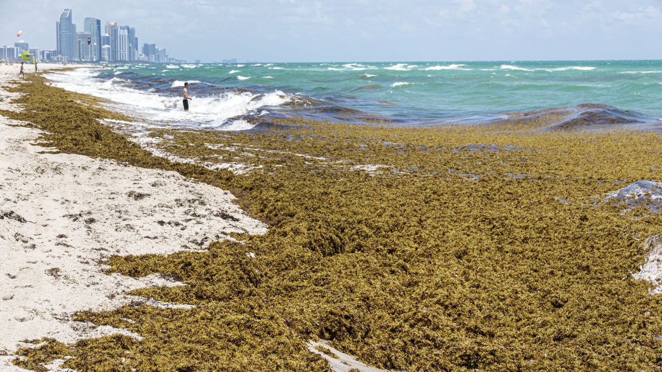 Florida researchers developing tool to predict seaweed blooms - Axios Miami