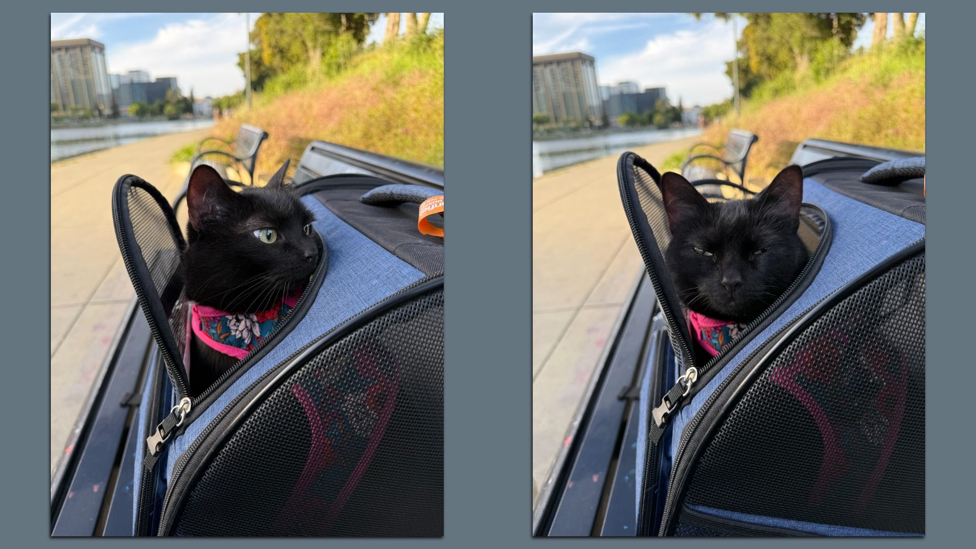 Two side-by-side photos of a black cat with a pink floral collar peeking out of a blue backpack carrier on a riverside promenade; blurred city buildings and greenery in the background.