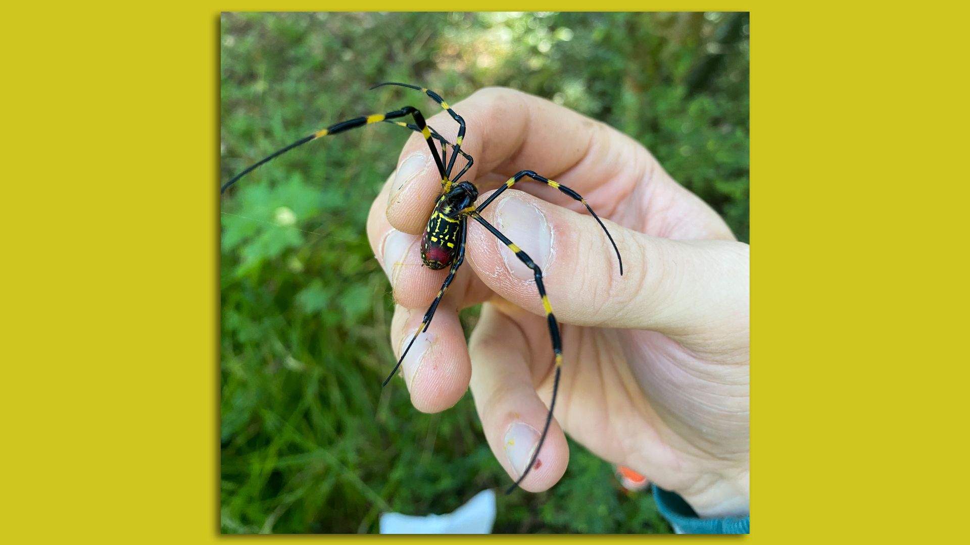 A creepy, large yellow and black spider with a bulbous body being held by a human hand. It's nearly the same size as the hand.