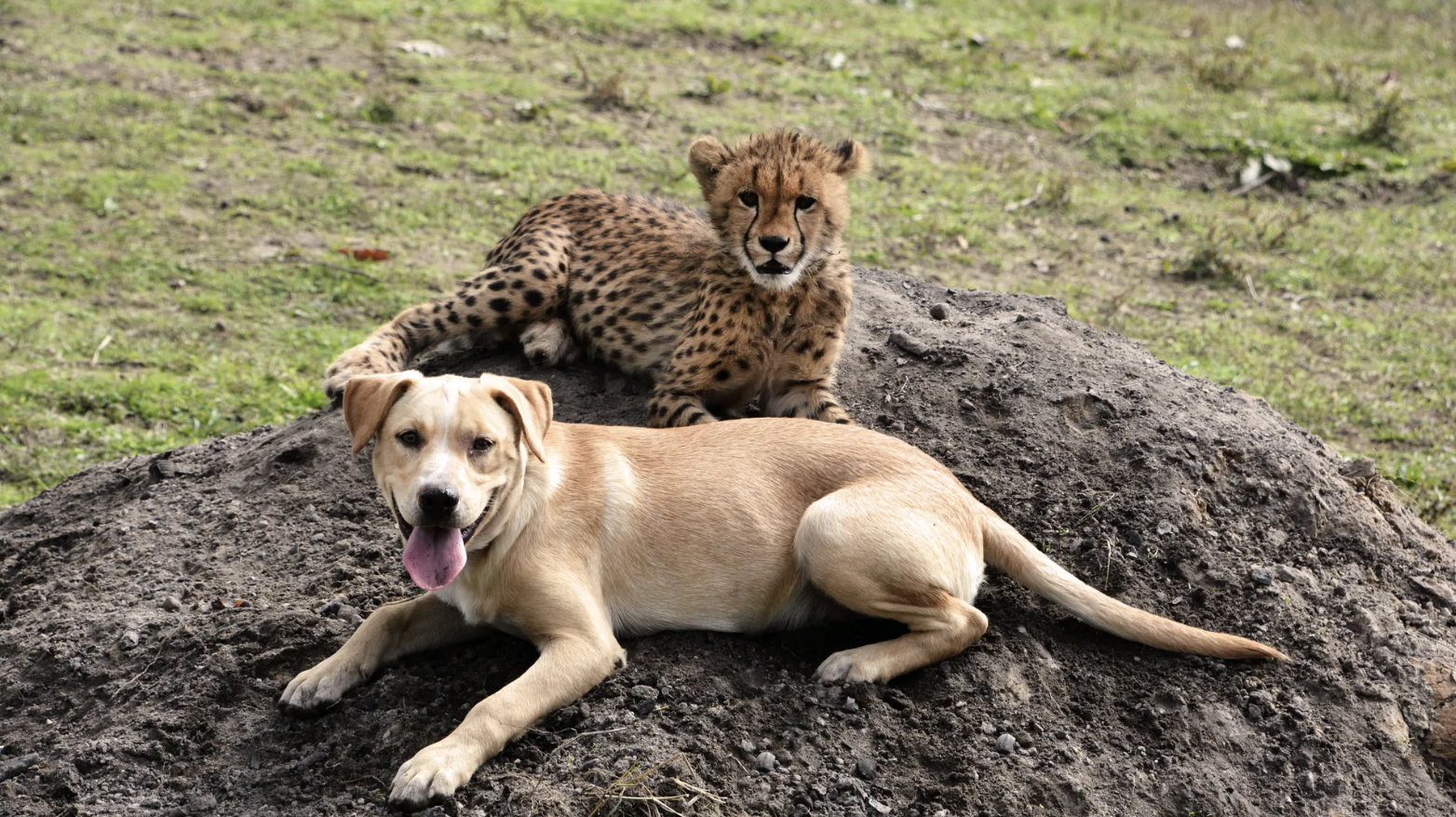 Cheetah and Labrador