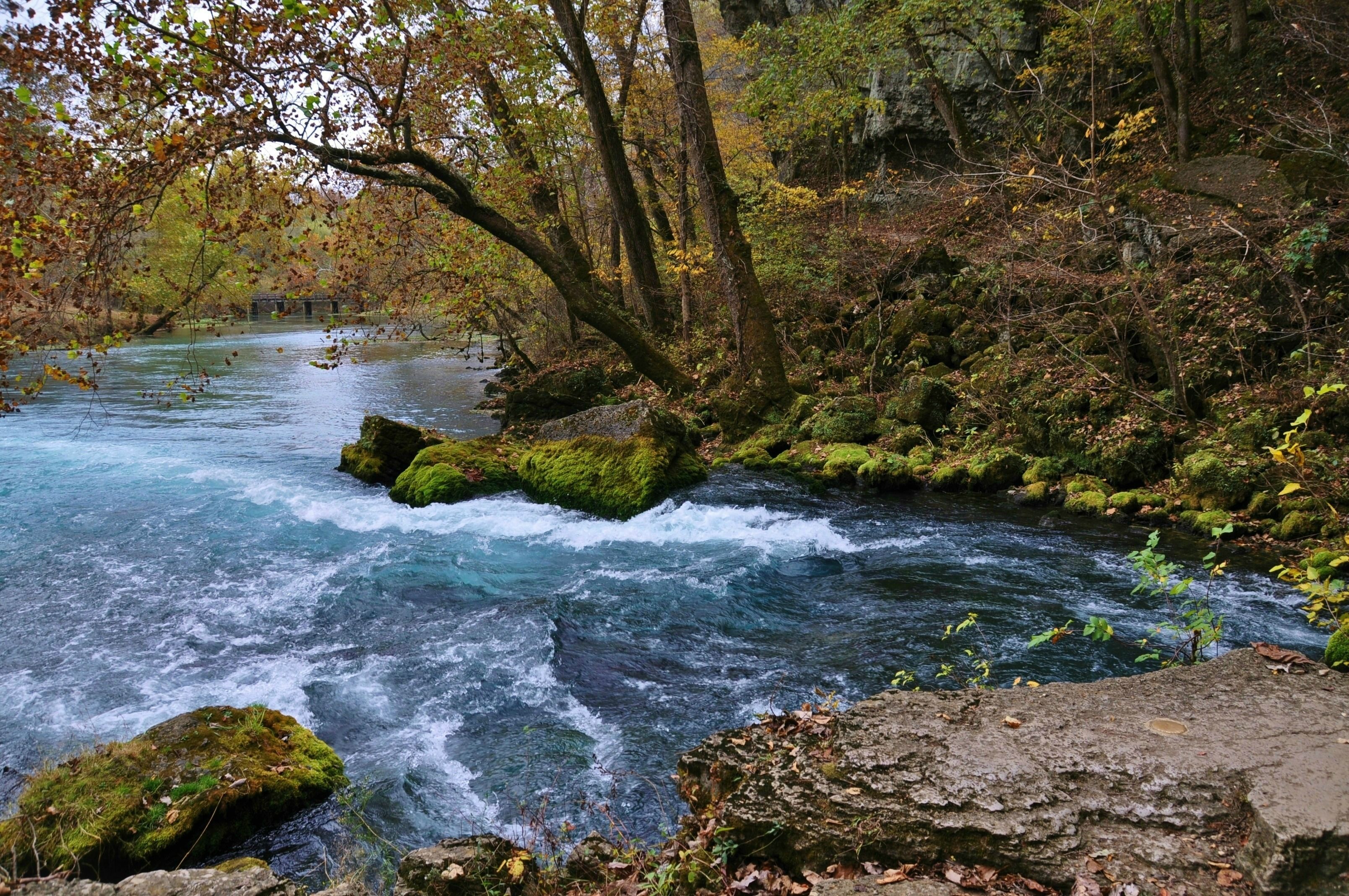 river with trees