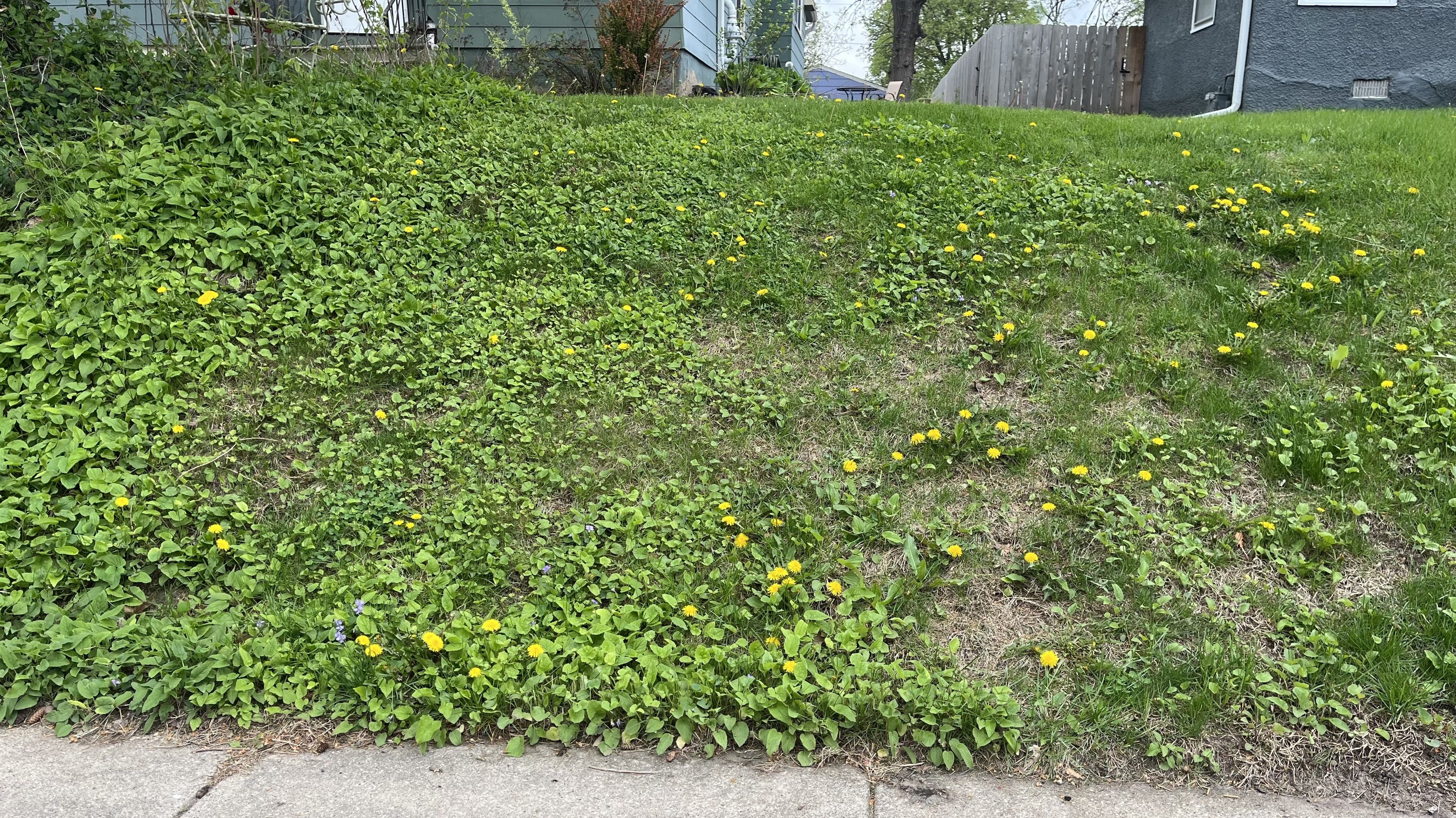 Sloped front yard densely covered in green ground cover with scattered yellow dandelions; a concrete sidewalk at the bottom and a blue house with a wooden fence in the background.