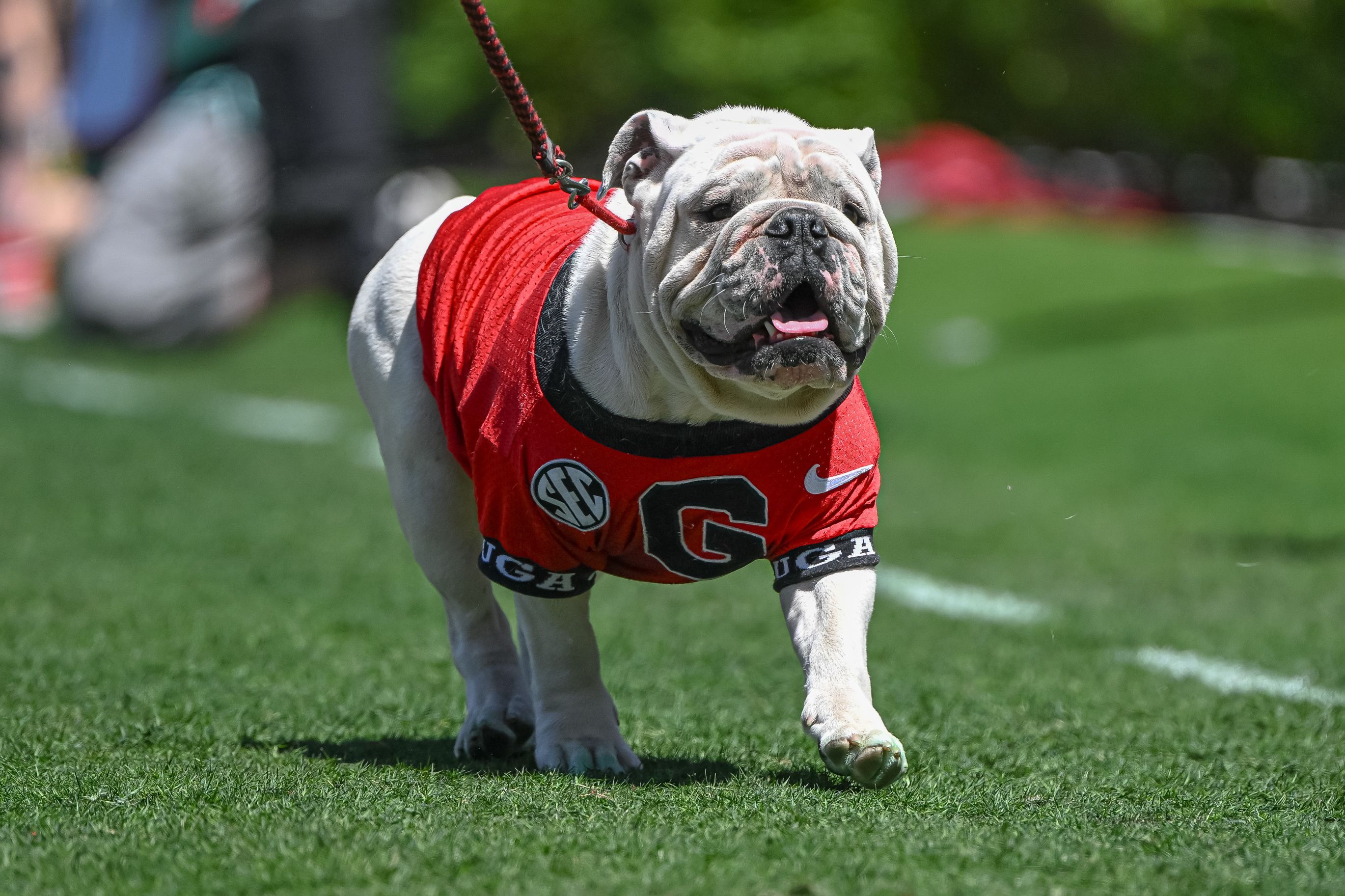 Georgia Bulldog in a jersey running across a football field.