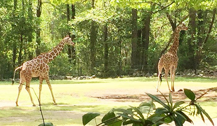 River-Banks-giraffes