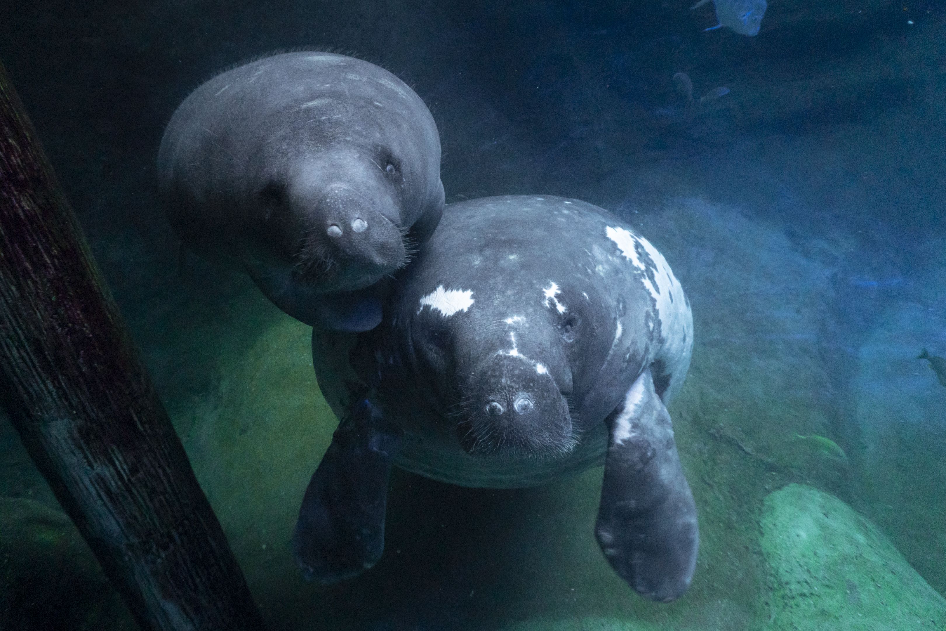 Two gray manatees underwater, snouts touching near a wooden post. They have wrinkled bodies with whiskers and one has white patches, surrounded by blue-green water.