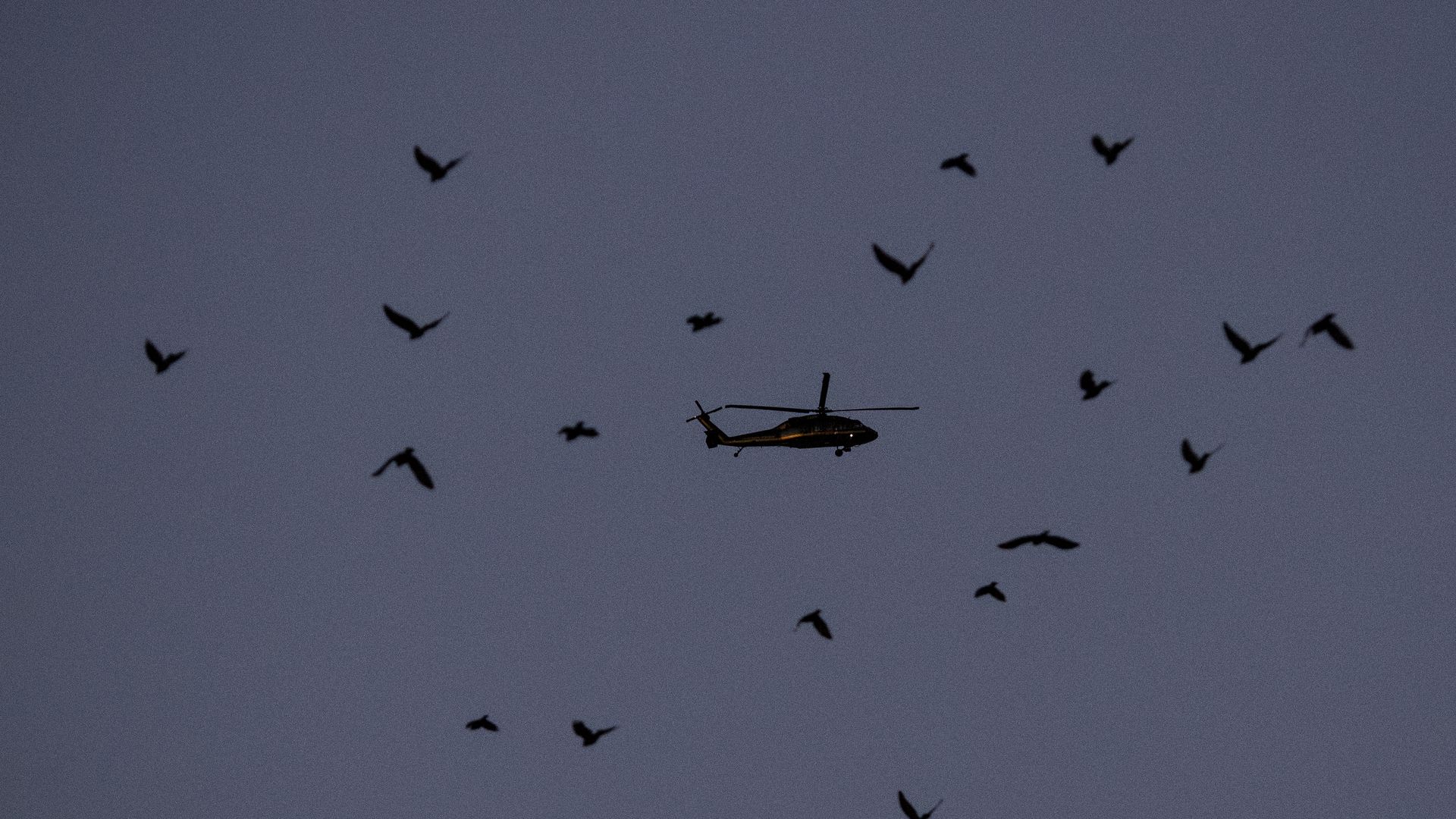 Silhouetted helicopter flying in a dusky sky surrounded by a flock of birds in various flying positions.