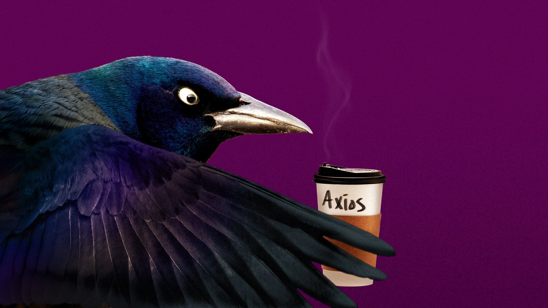 Illustration of a grackle holding a to go cup of coffee.