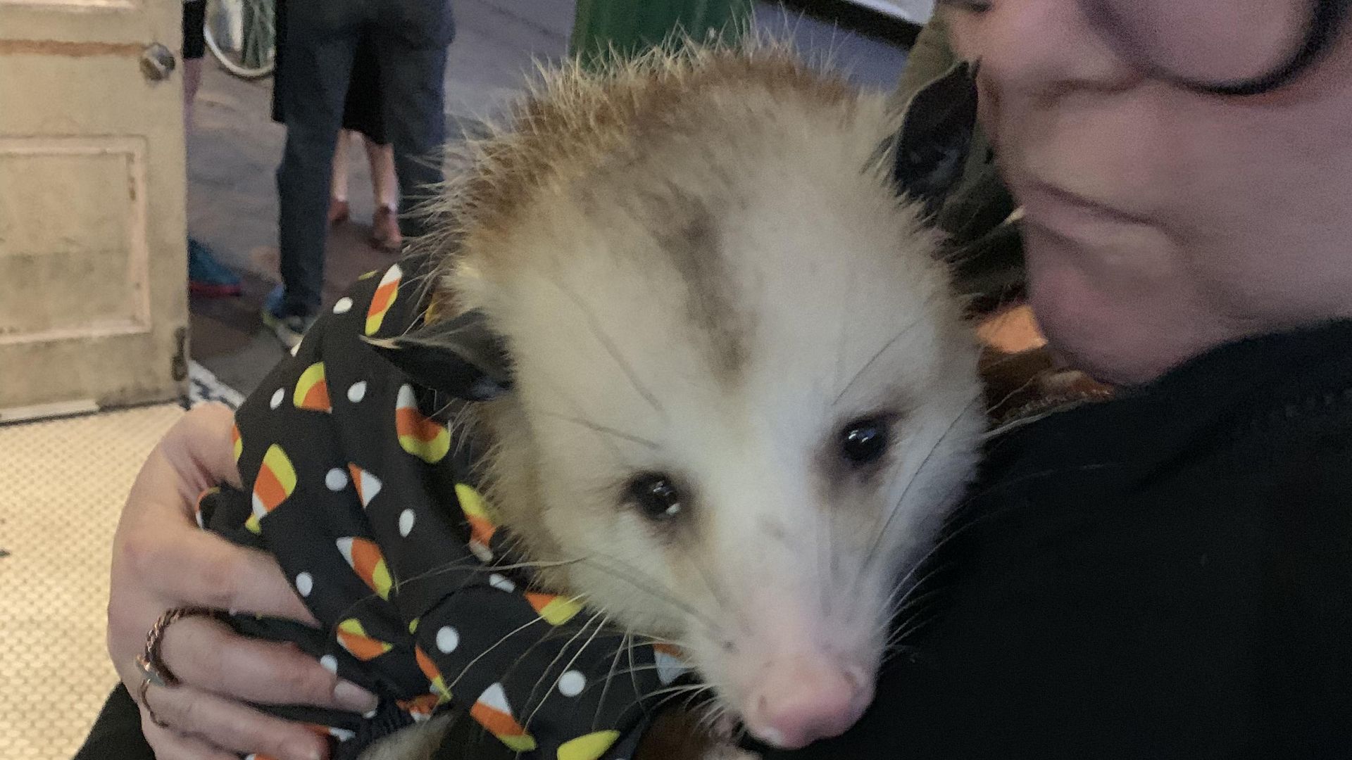Photo shows an opossum in a candy corn sweater