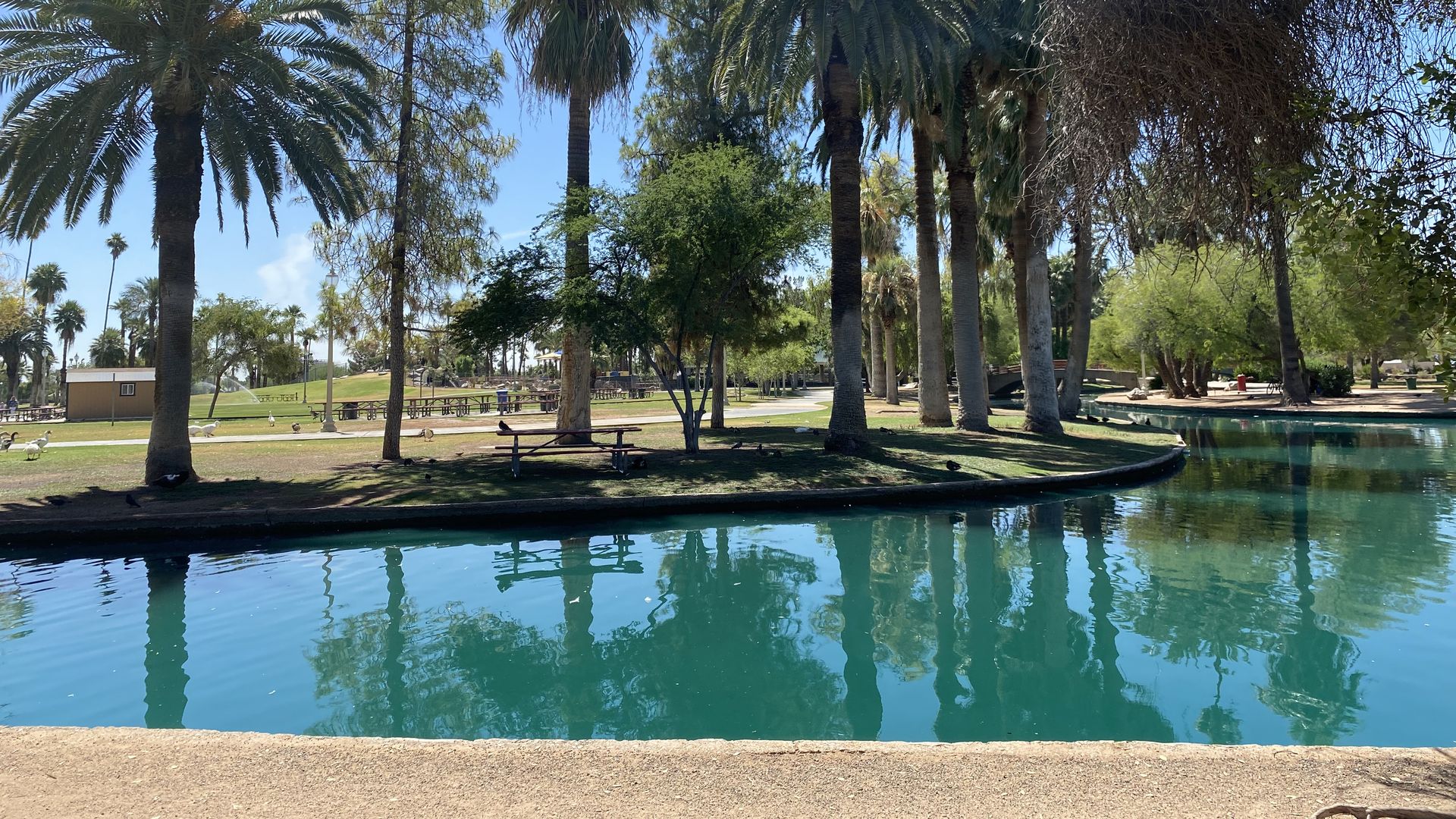 A small lake surrounded by palm trees in a grassy park. 