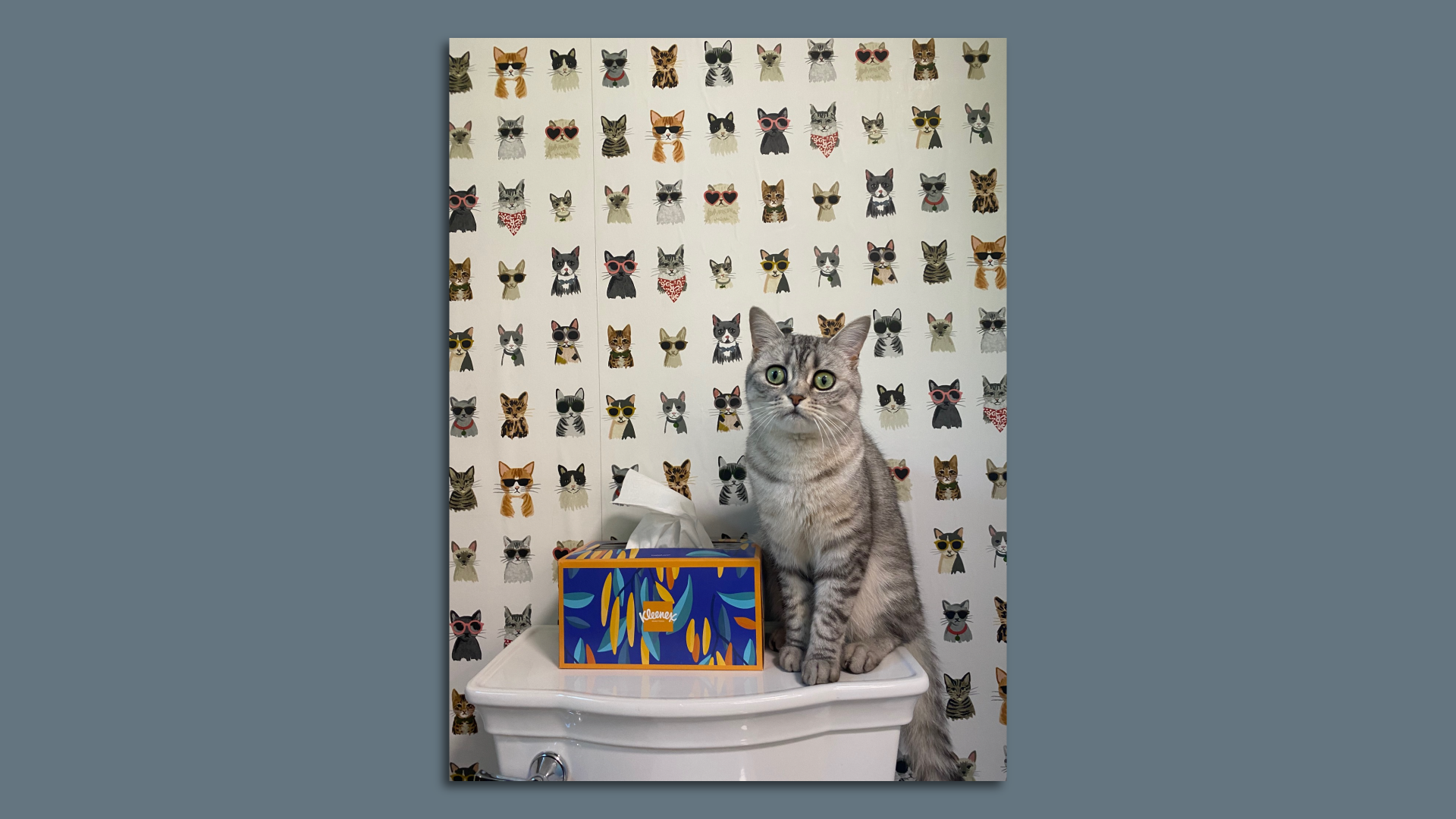 A photo showing a cat sitting on the top of a toilet, next to a tissue box in front of wallpaper showcasing different cat heads on it. 