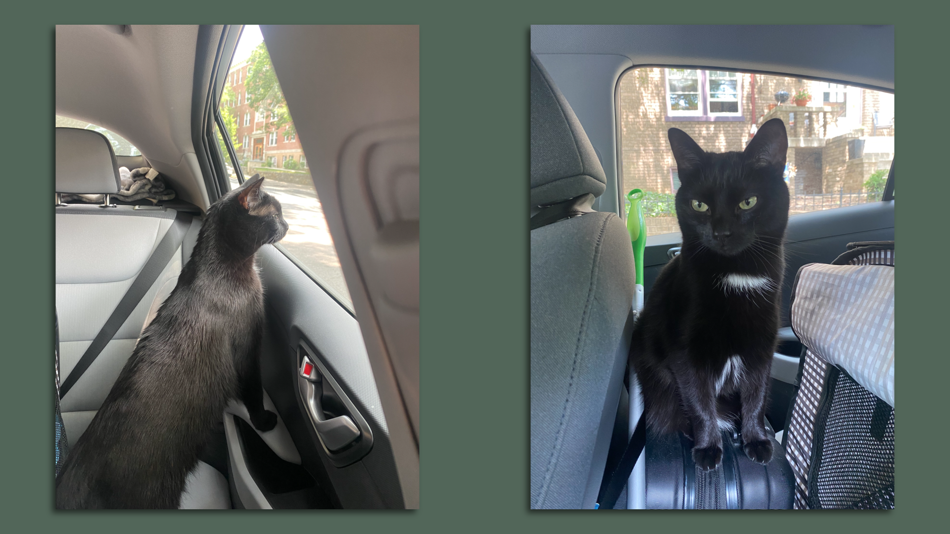Lola the cat displeased with her current situation in the car. 