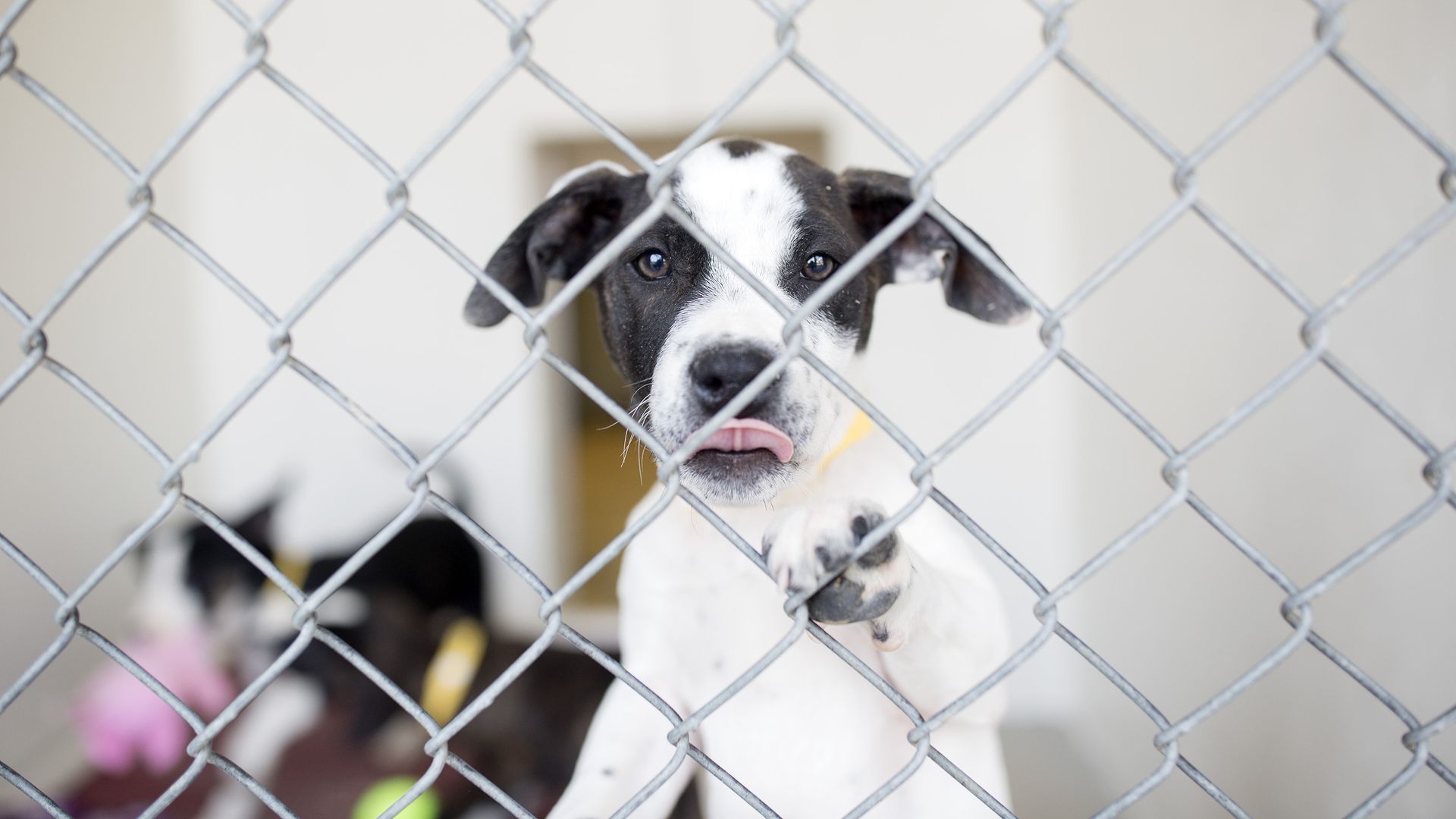 A puppy in its kennel at the Animal Welfare Society in Kennebunk after a trip of nearly 1,200 miles from Georgia.