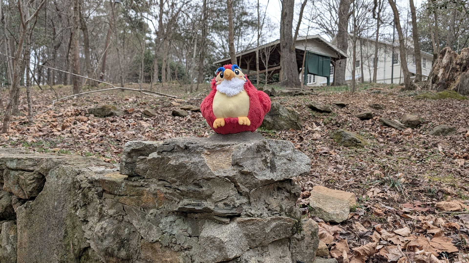 Red and yellow plush bird with blue eyebrows sitting on a stone ledge outdoors surrounded by dry leaves and bare trees in a wooded area with buildings in the background.