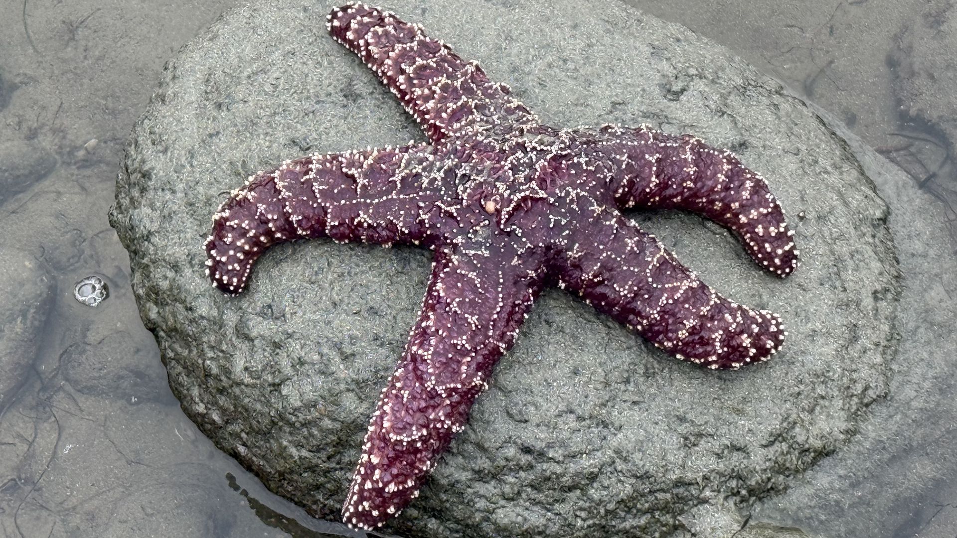 A purple starfish with white bumps rests on a gray rock in shallow seawater.