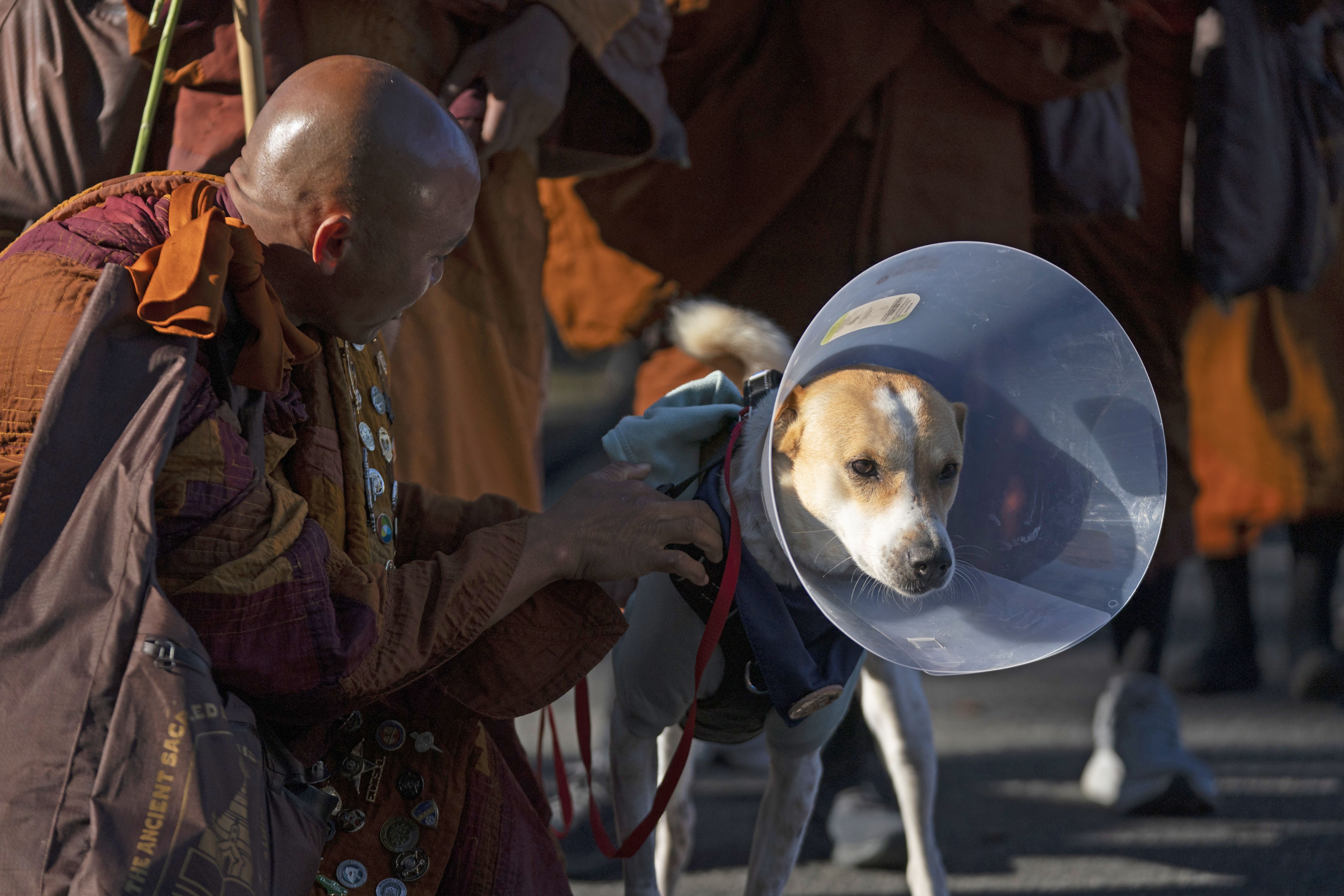 A Buddhist monk wearing a burnt orange robe pets a white and tan dog wearing a medical cone. 