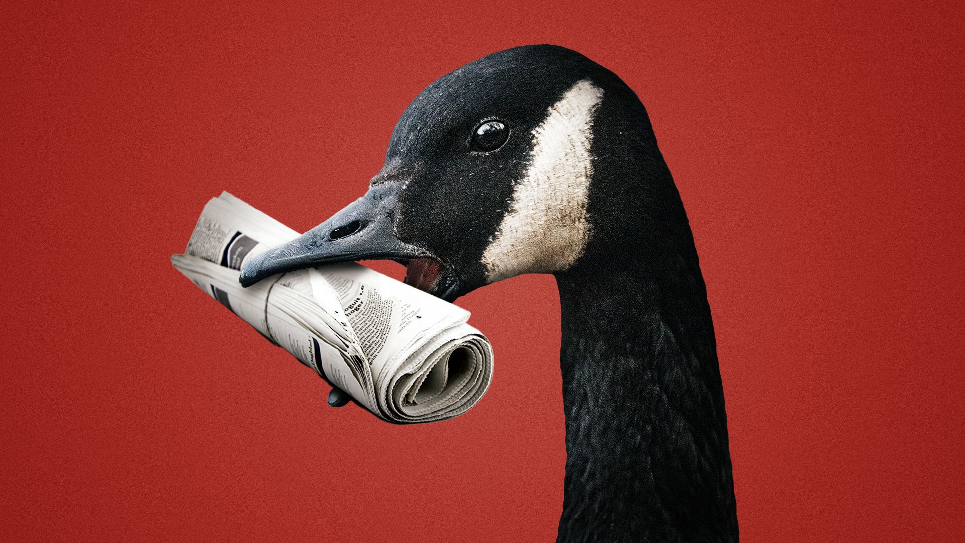 an illustration of a canadian goose with a newspaper in its mouth 