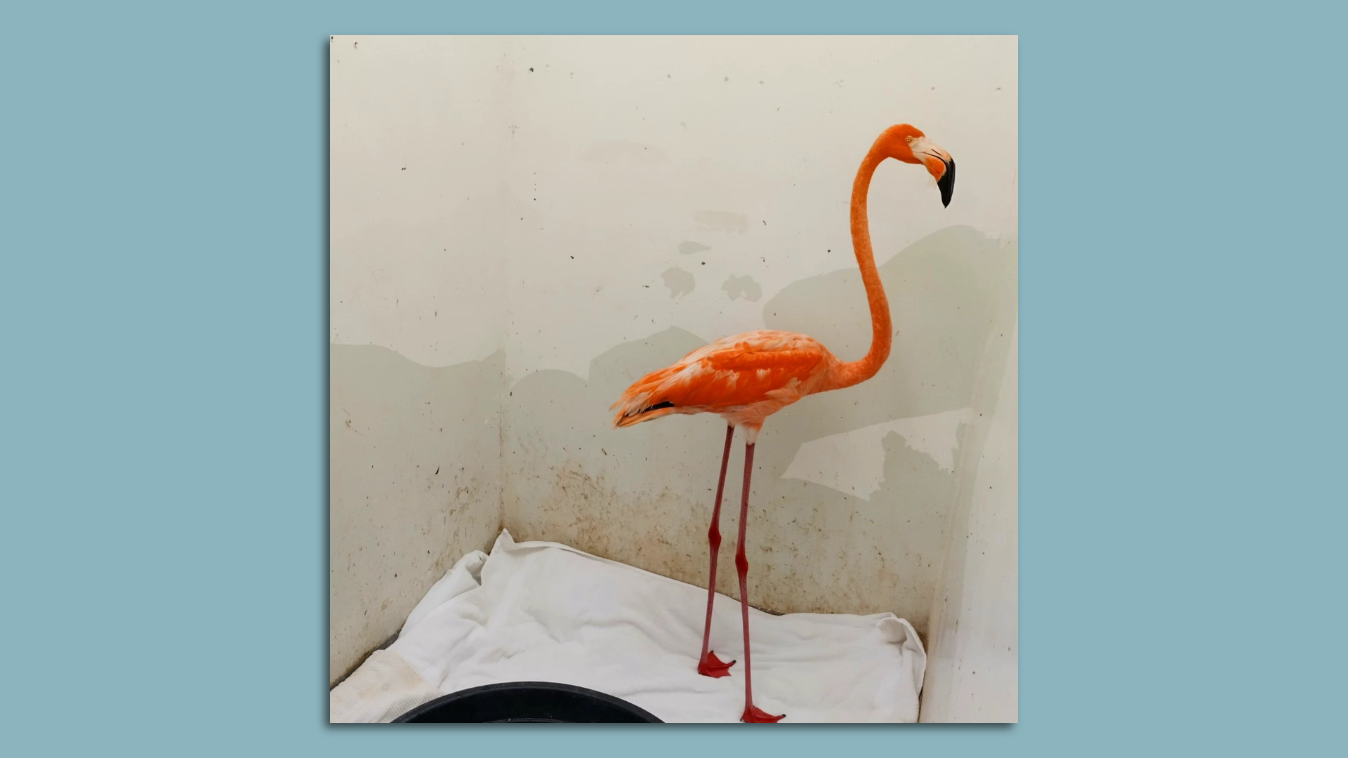 A pink flamingo standing against a cream-colored backdrop.