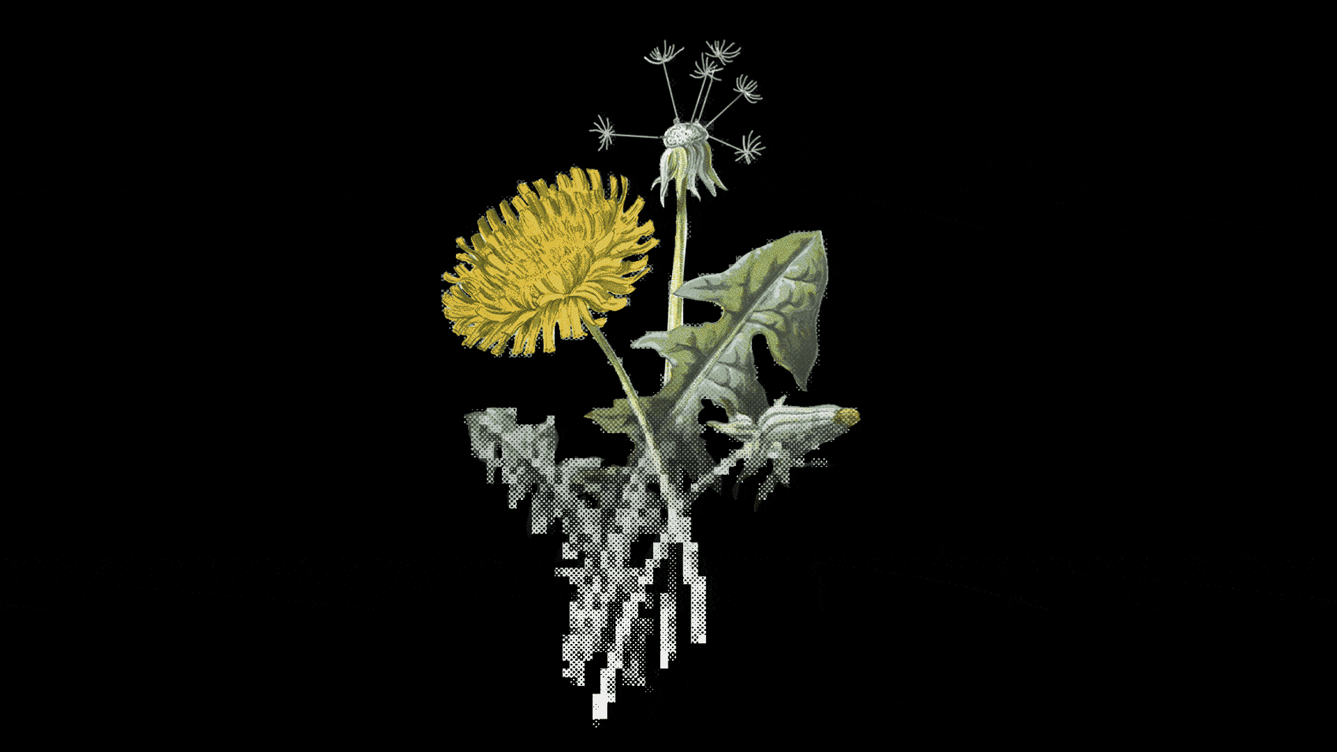 Illustration of a bunch of dandelions that are fading into pixelation 
