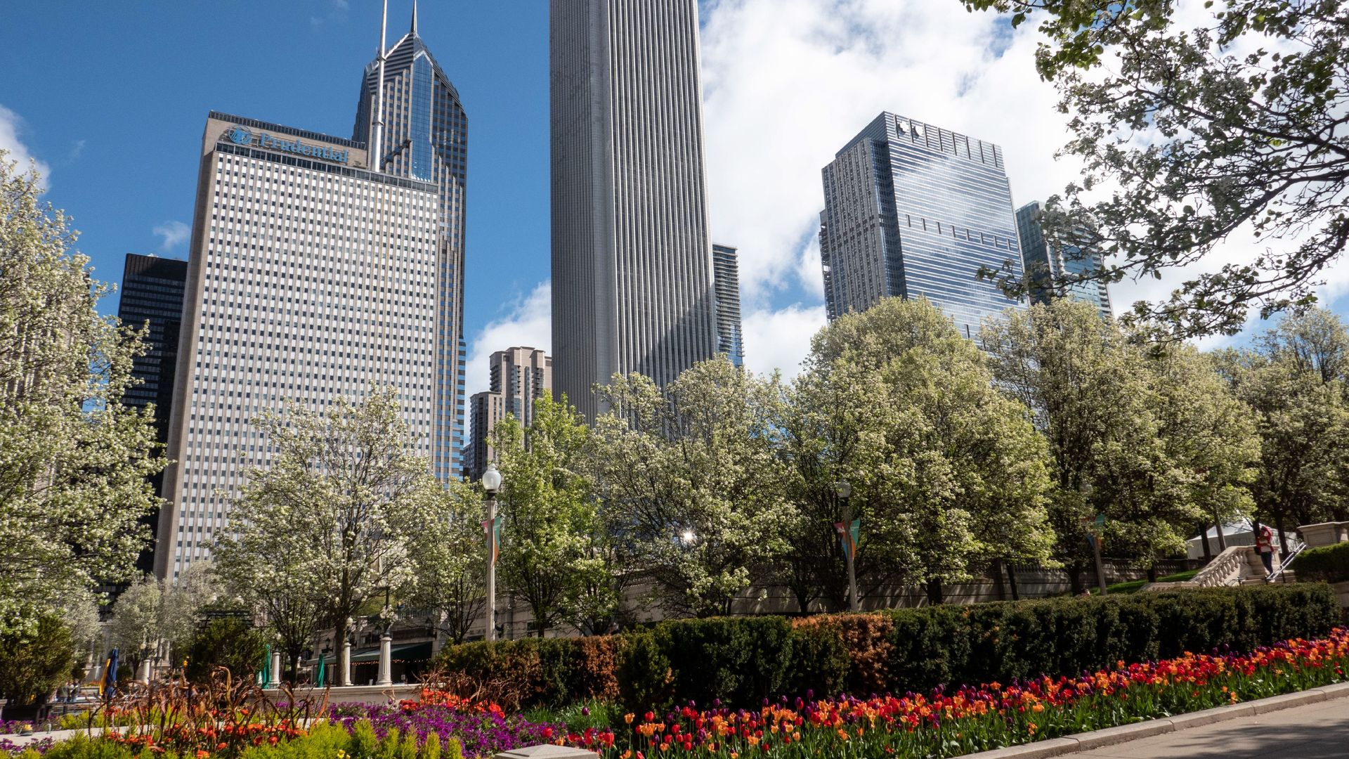 Photo of flowers blooming in front of big skyscrapers. 