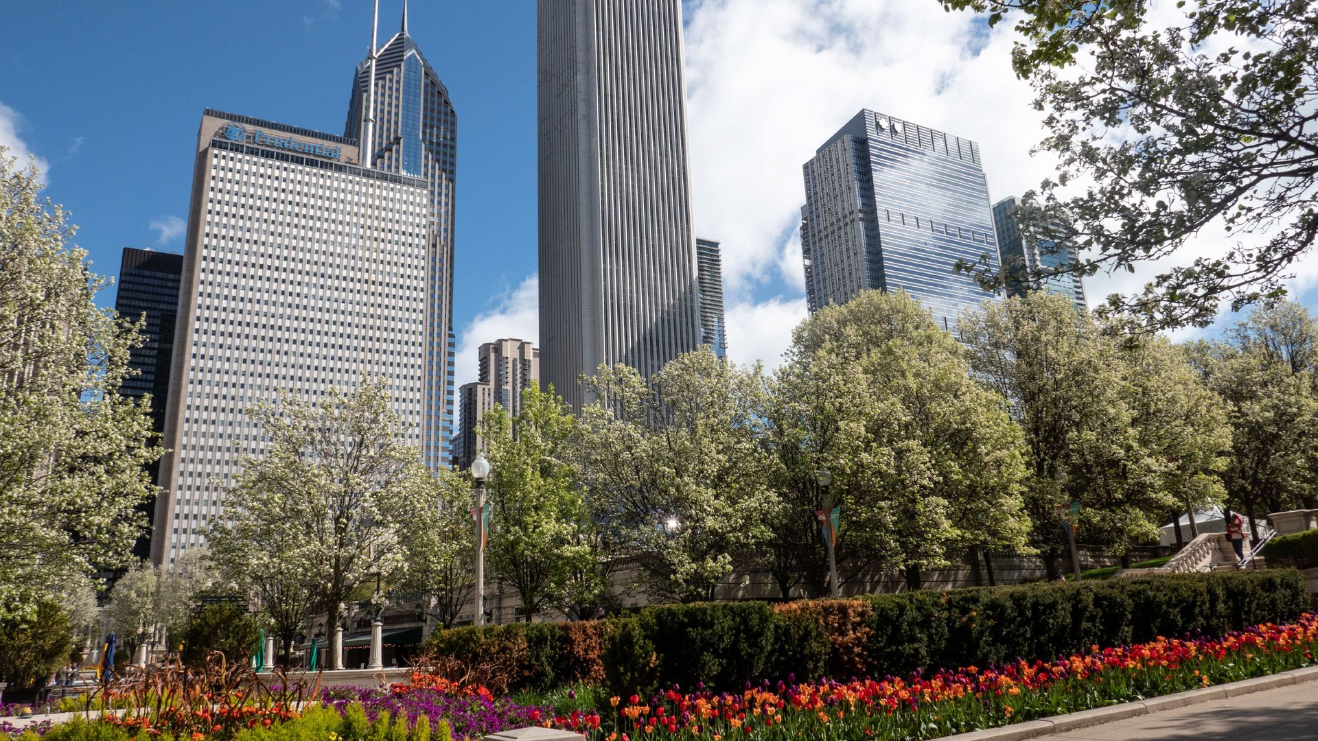 Photo of flowers blooming in front of big skyscrapers.