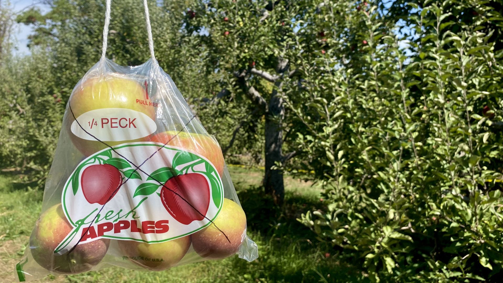Clear plastic bag labeled 1/4 peck fresh apples, filled with red and yellow apples, hanging in a green apple orchard with trees under a blue sky.