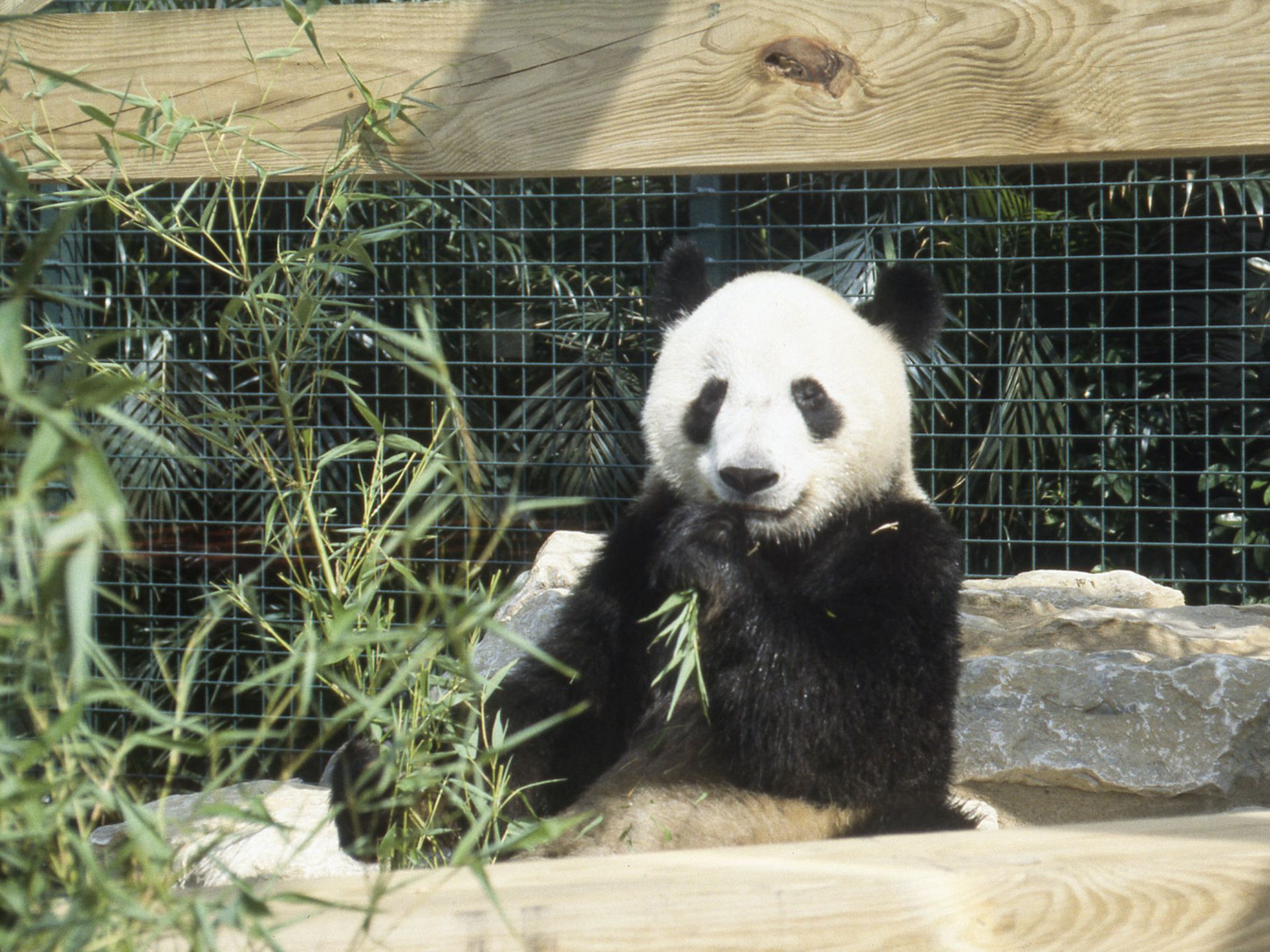 置物 DW THE MILLENNIUM AT HORSESHOE BAY A look back on when the Columbus Zoo had pandas on display in 1992