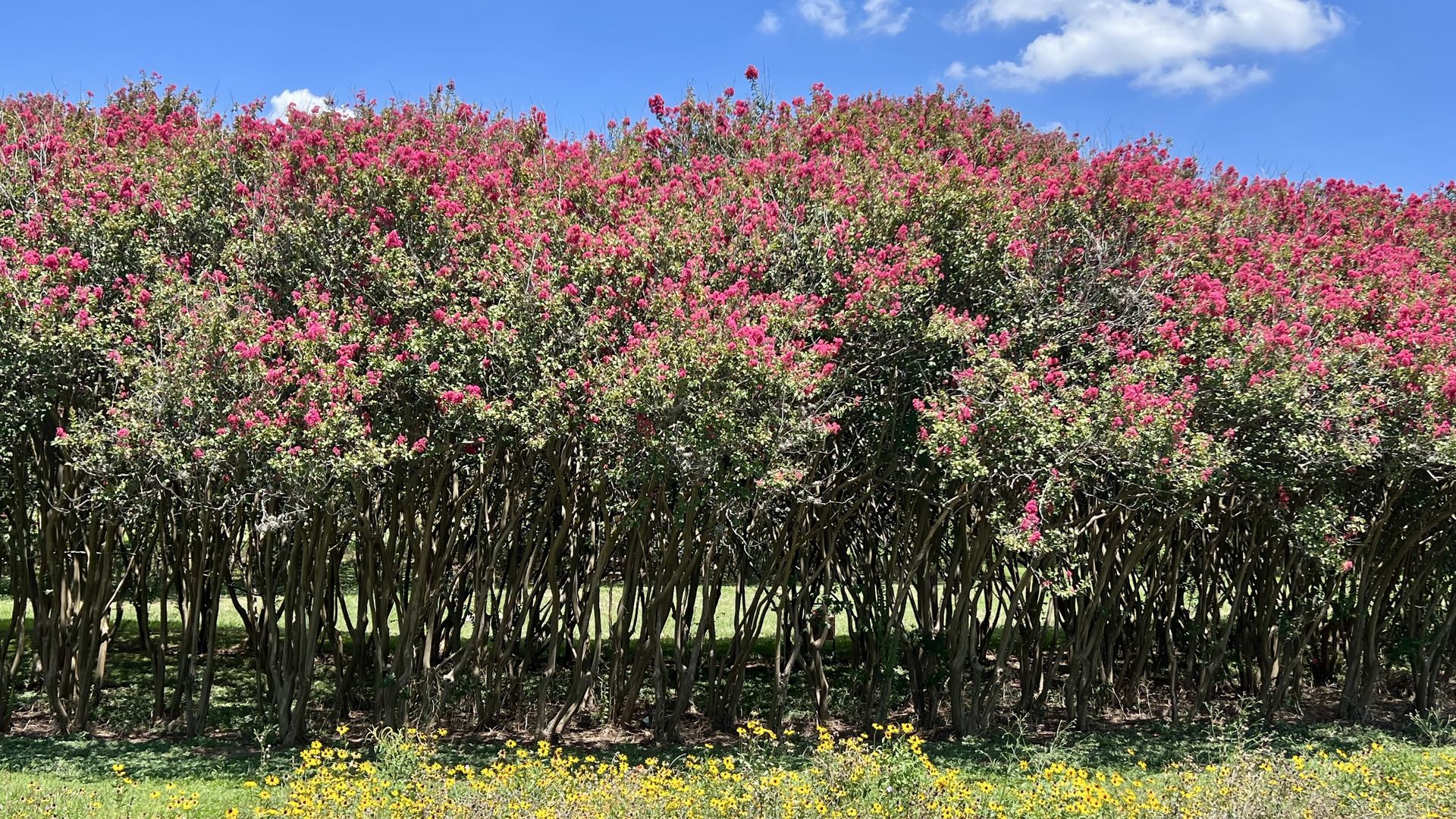 Row of trees with bright pink flowers under a blue sky with a few white clouds, and a foreground filled with yellow wildflowers on green grass.