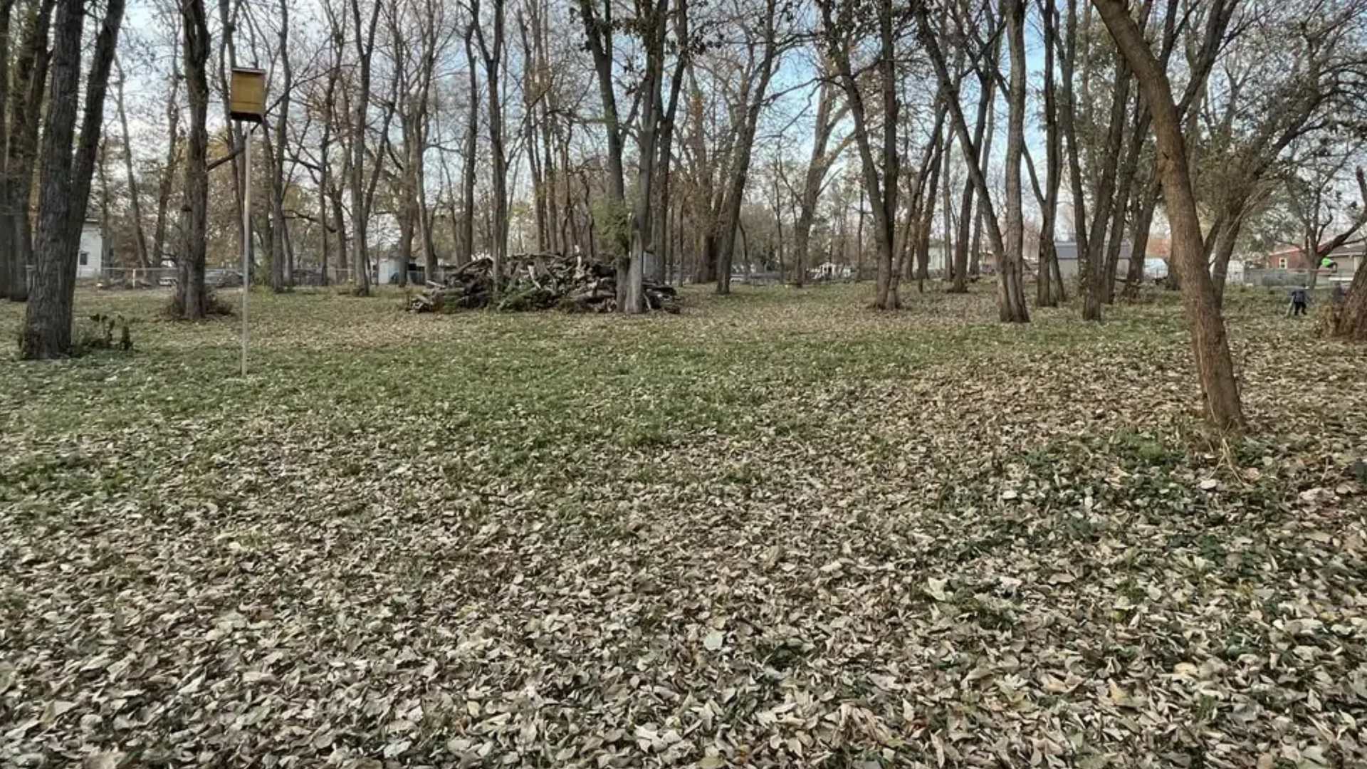 leaves on the ground and a lot of trees