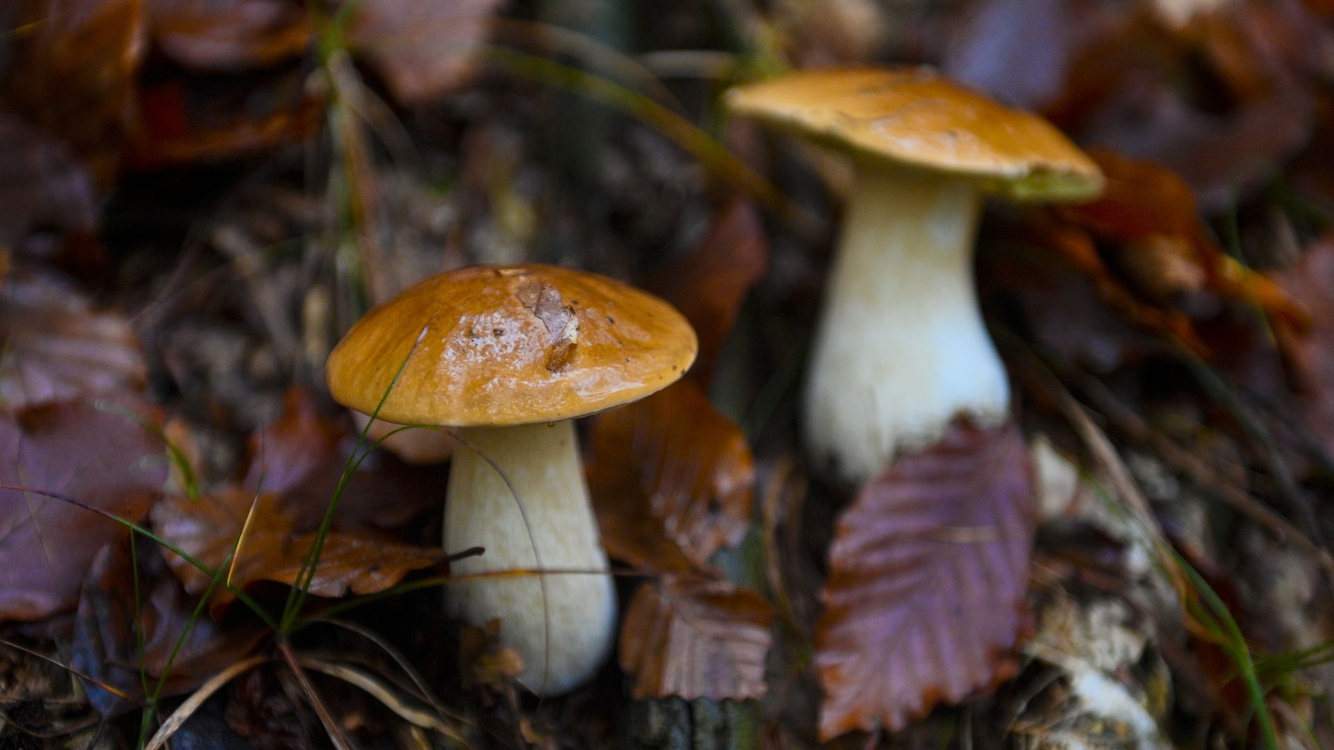 Two mushrooms growing from woods